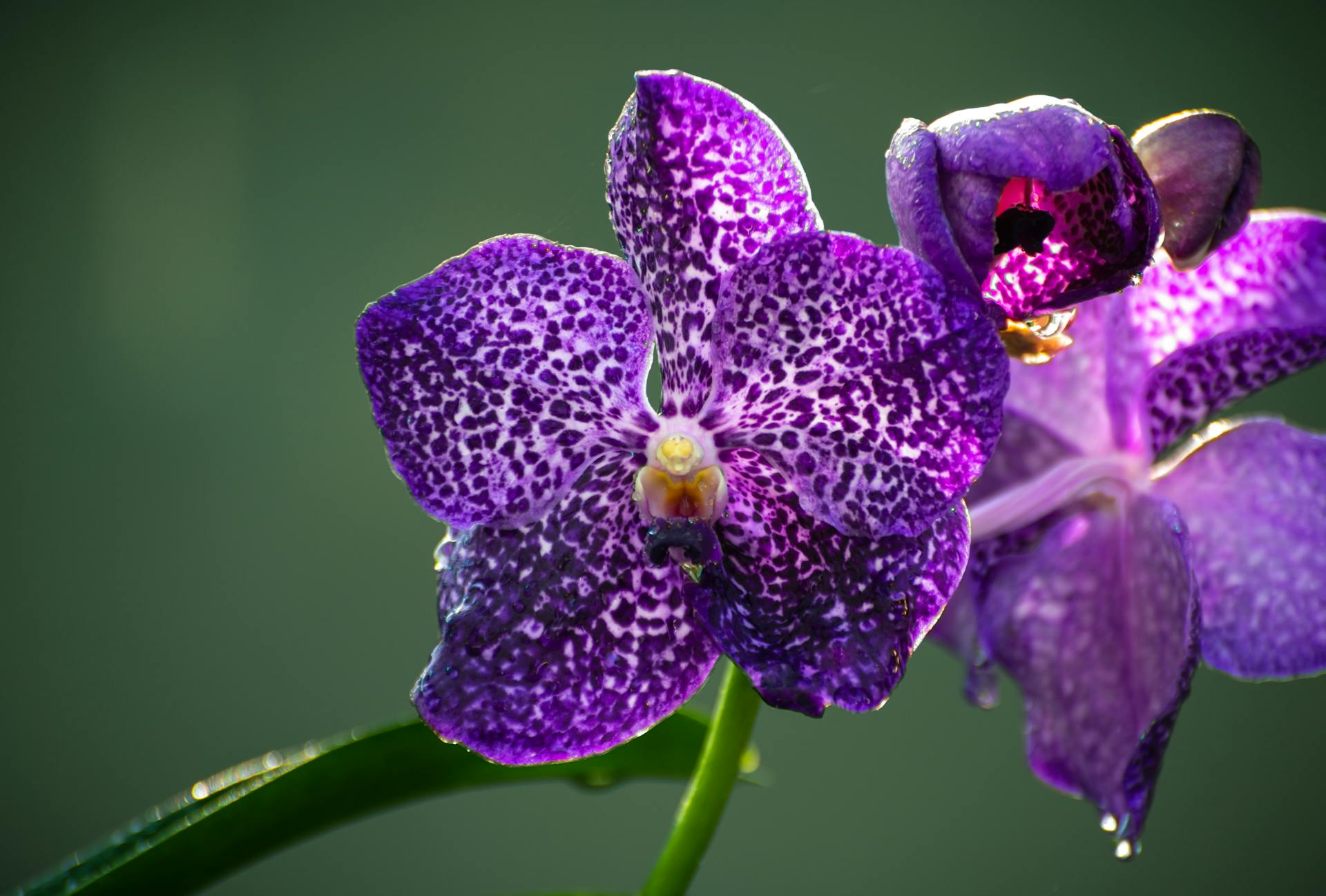 Vanda coerulea Blue flowering orchid