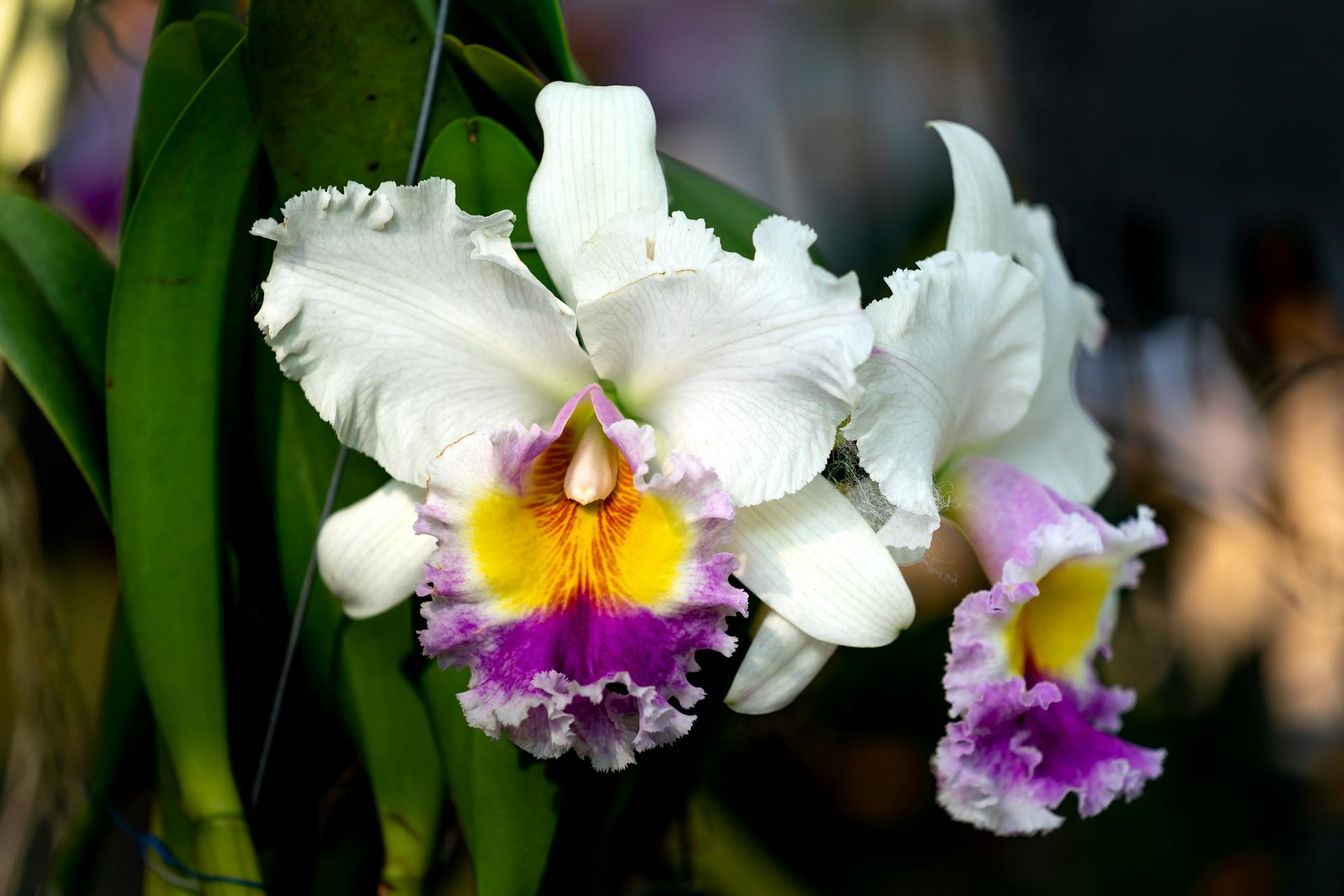 Orchideeën bestellen