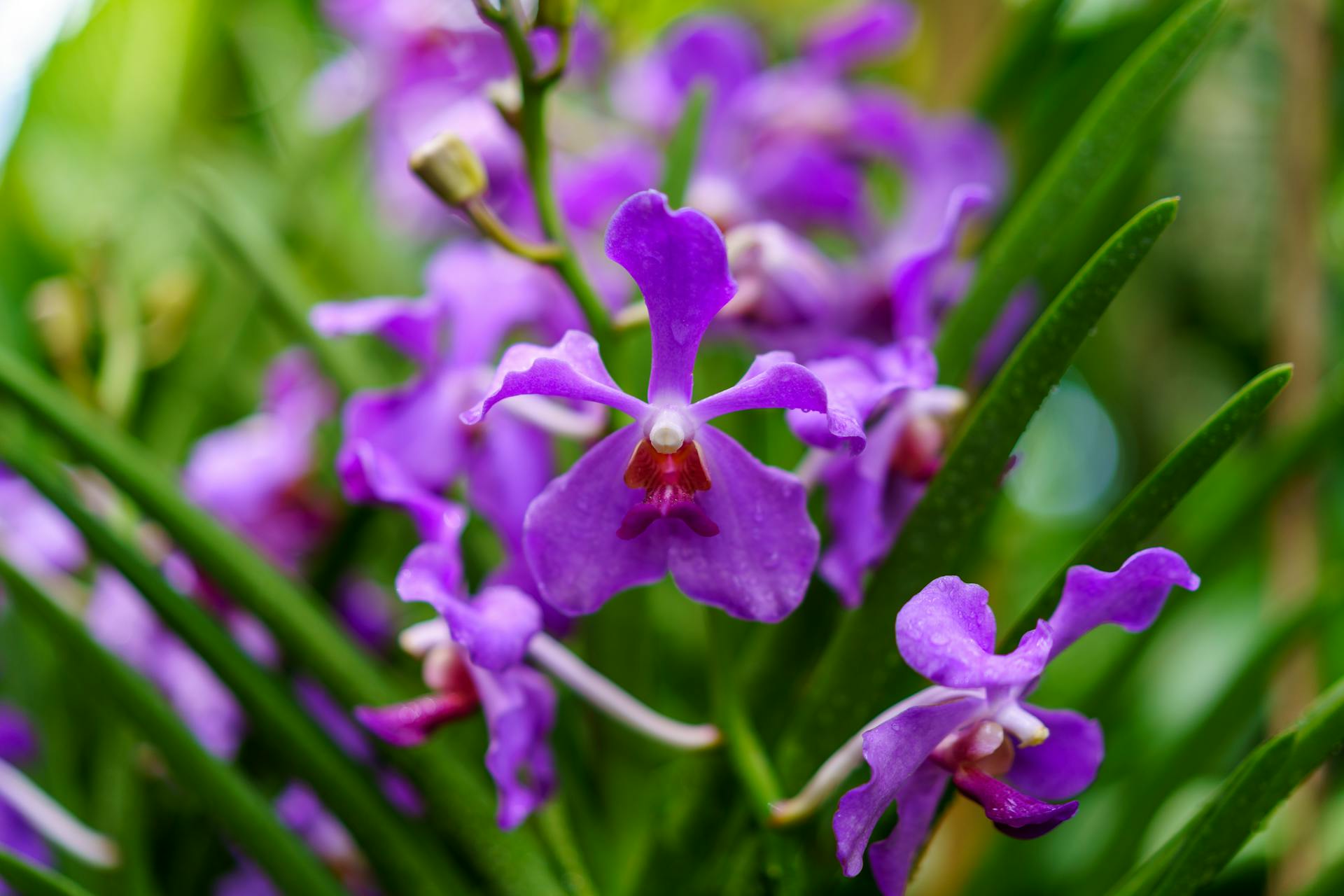 Vanda orchid purple with red flowers