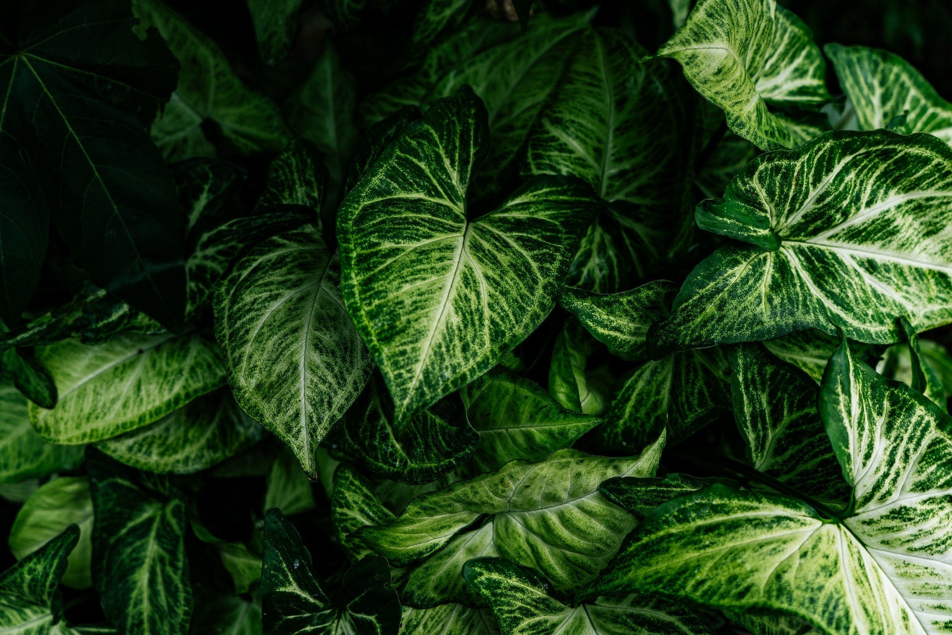 Syngonium green tropical plants