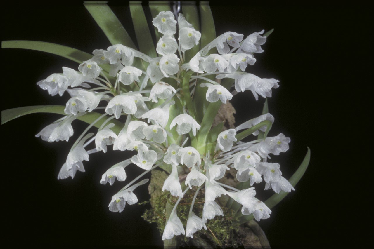 Podangis dactyloceras orchid with white flowers