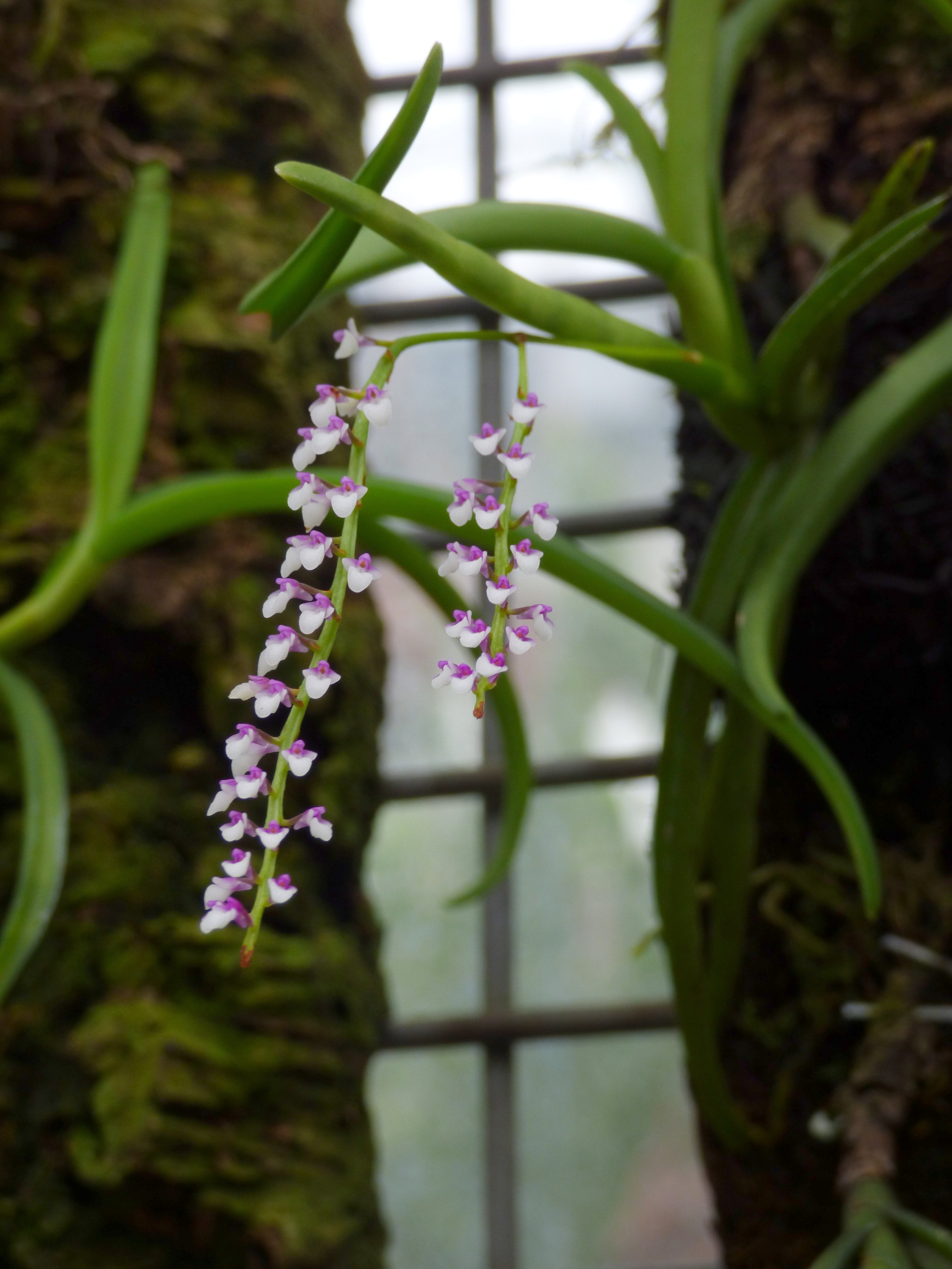 Schoenorchis gemmata