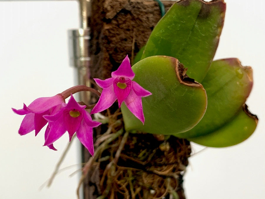 Meiracyllium trinasutum pink flowers orchid