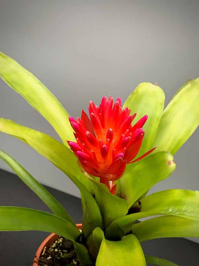 Quesnelia humilis red flower