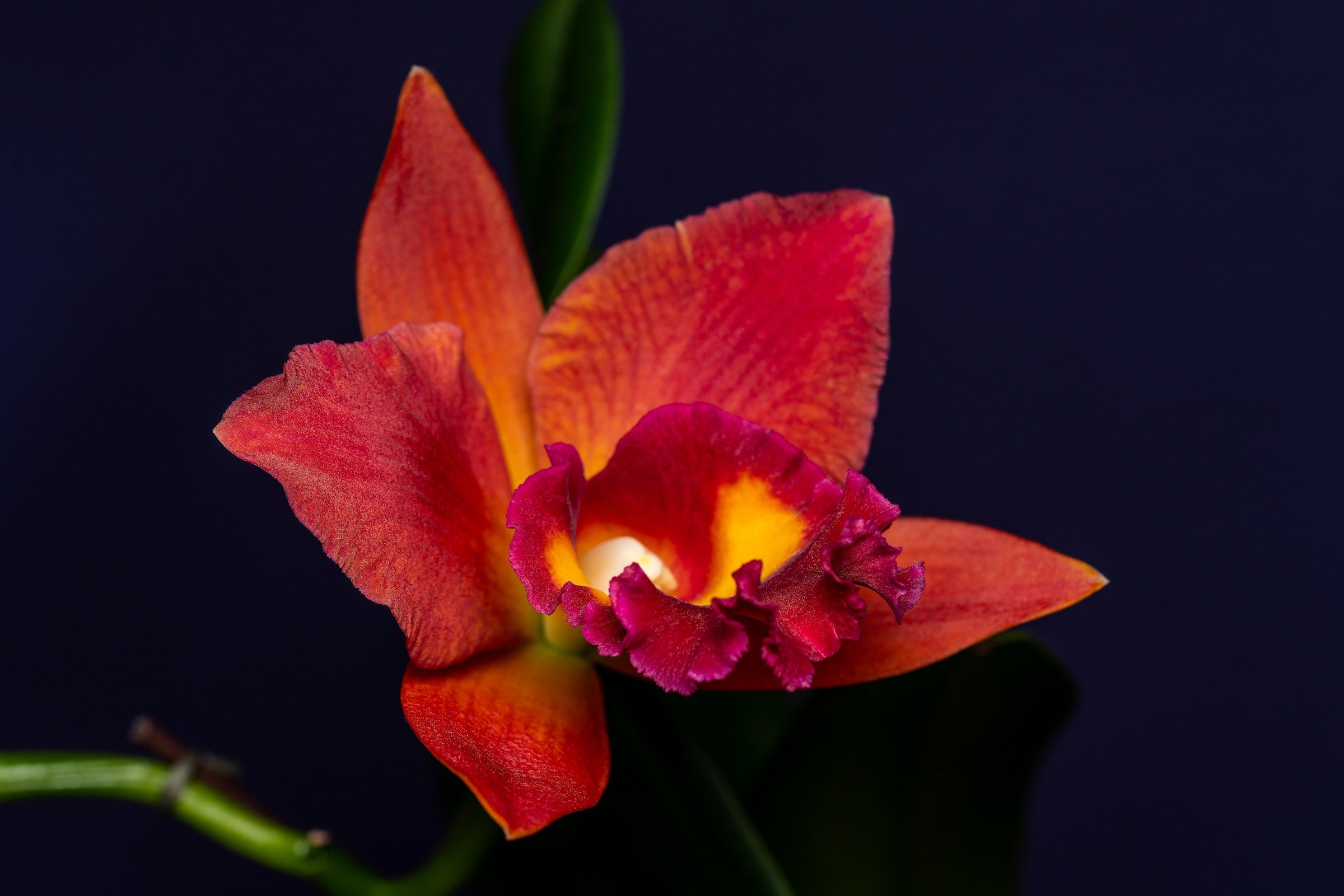 Kerstactie kamerplanten en orchideeën