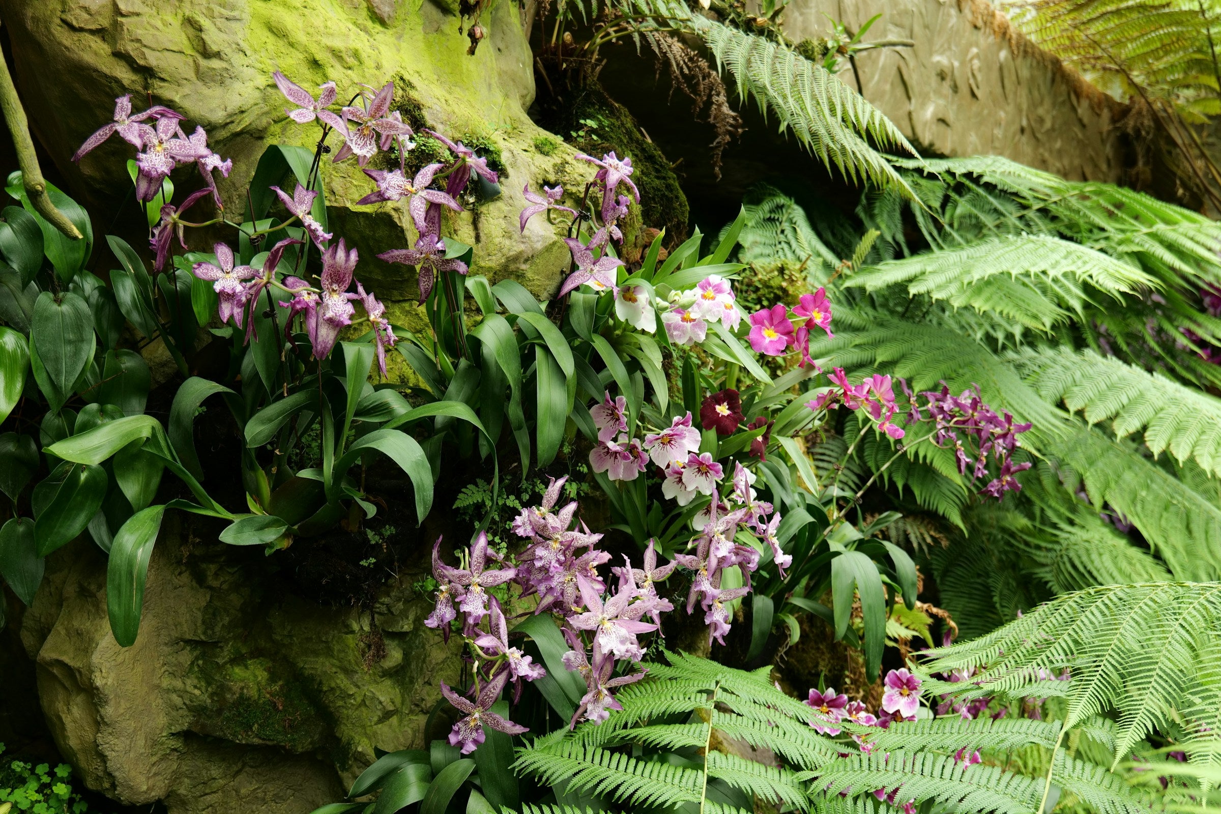 Purple orchids in national orchid garden, Singapore