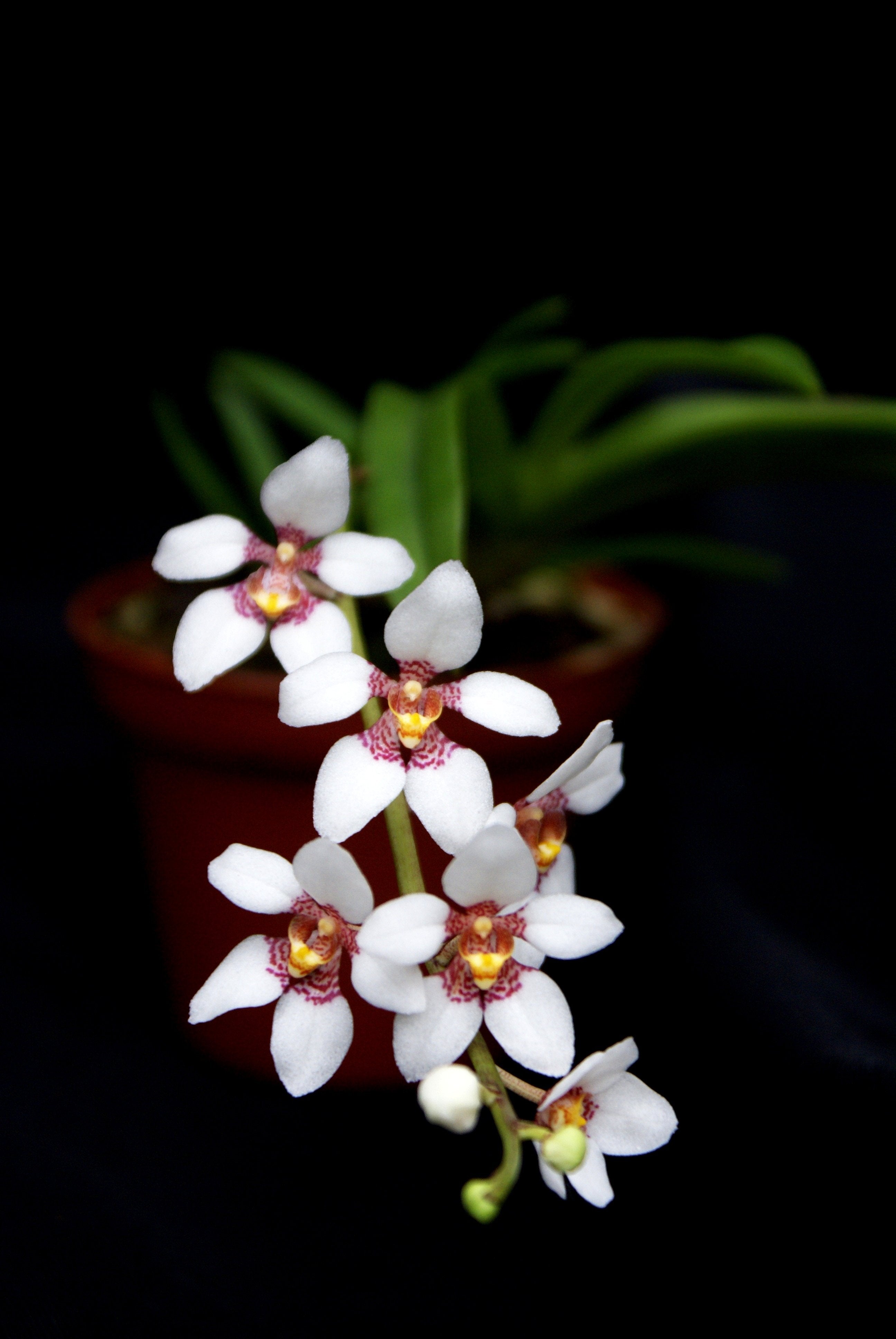 Sarcochilus hartmannii orchid white with red and yellow flowers