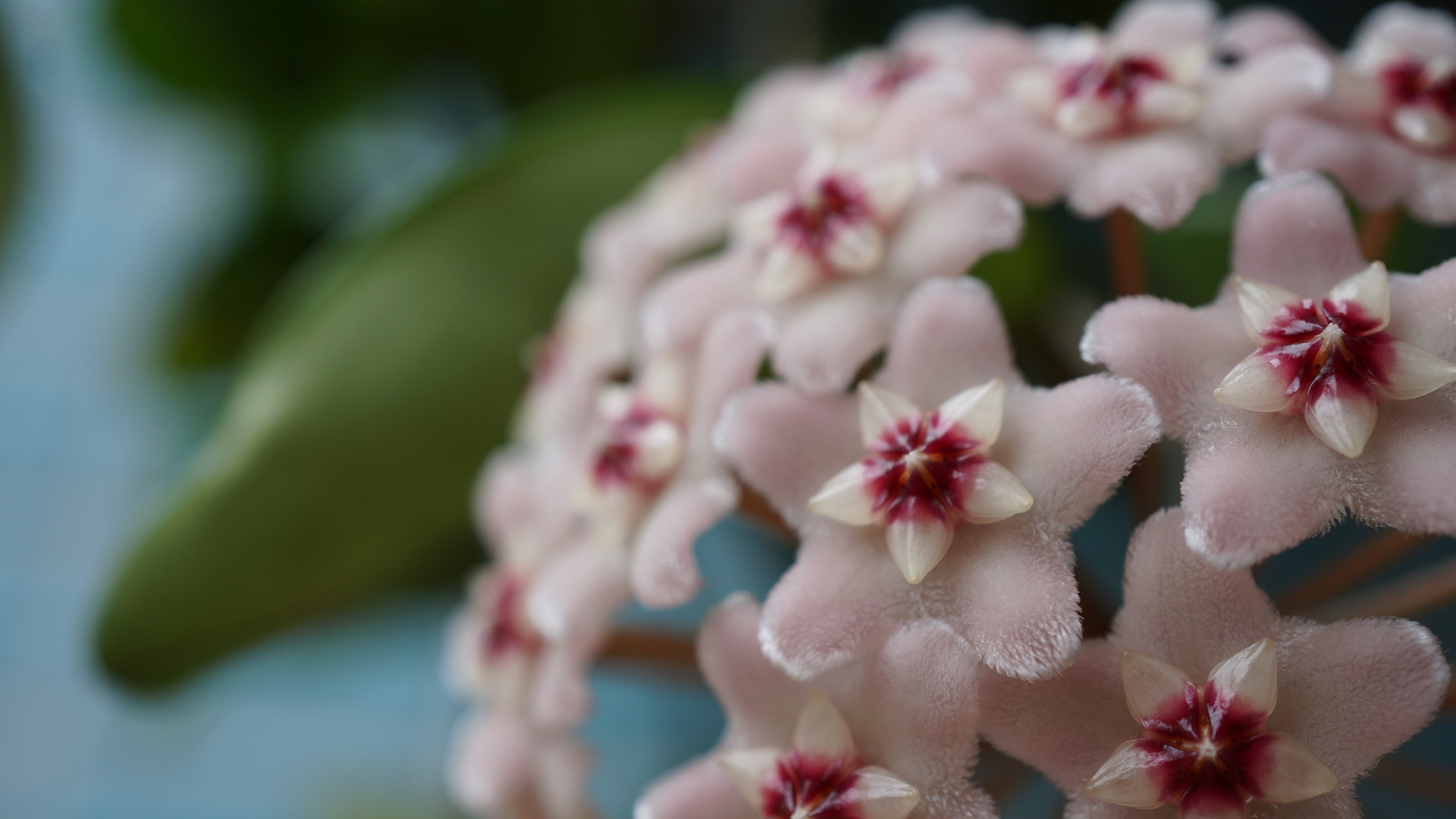 Hoya planten