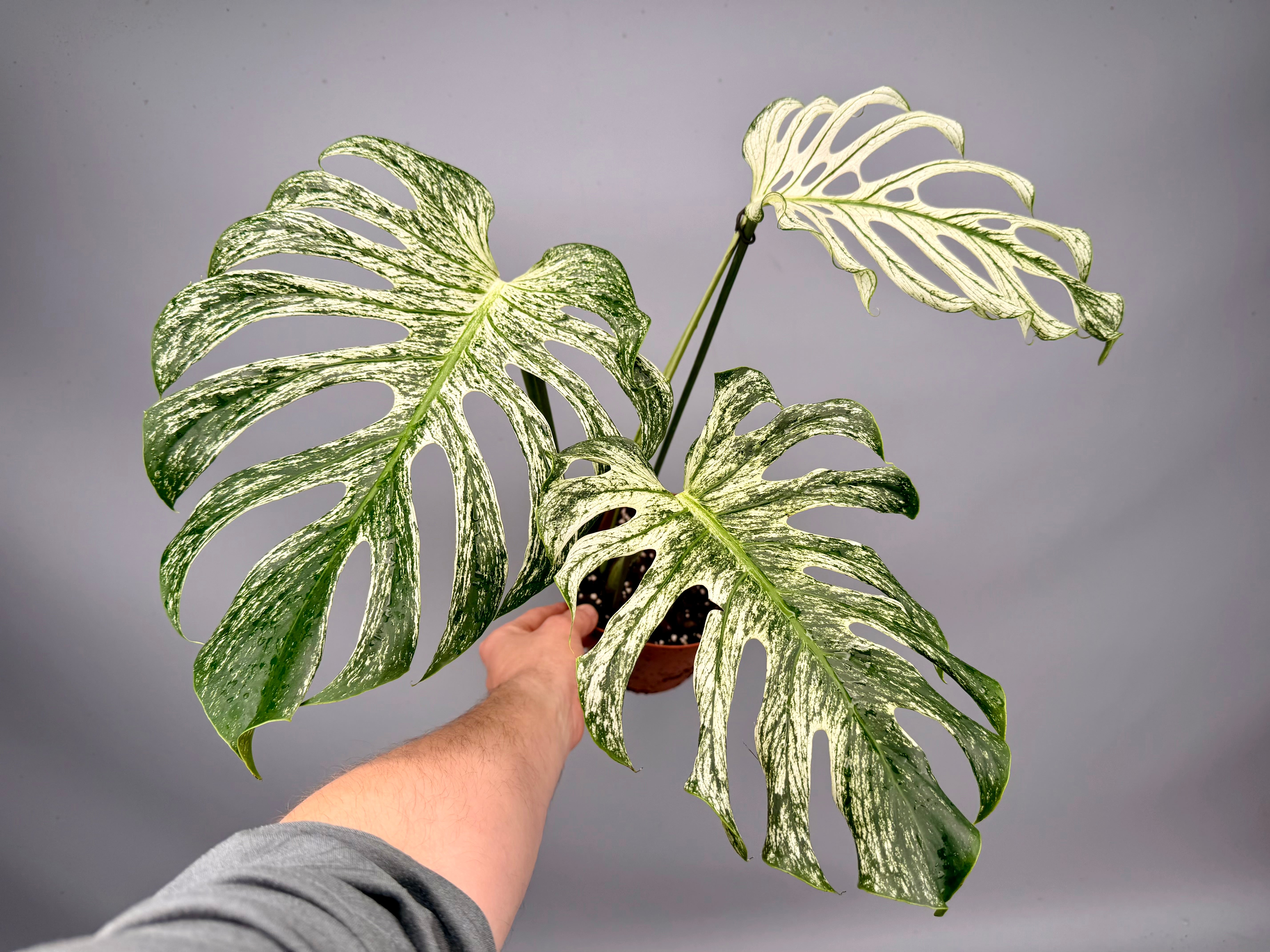 Monstera ‘Devil Monster’ Nr 1