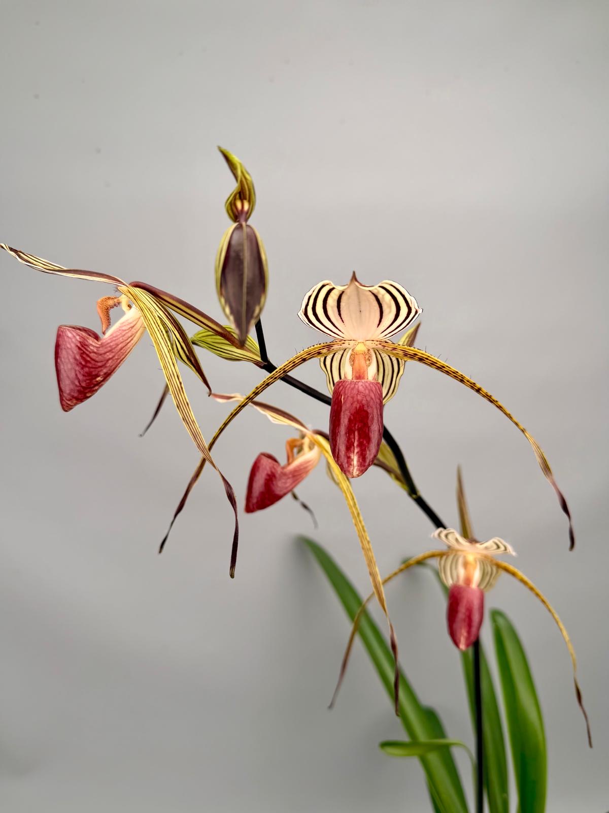 Paphiopedilum Lady Isabel