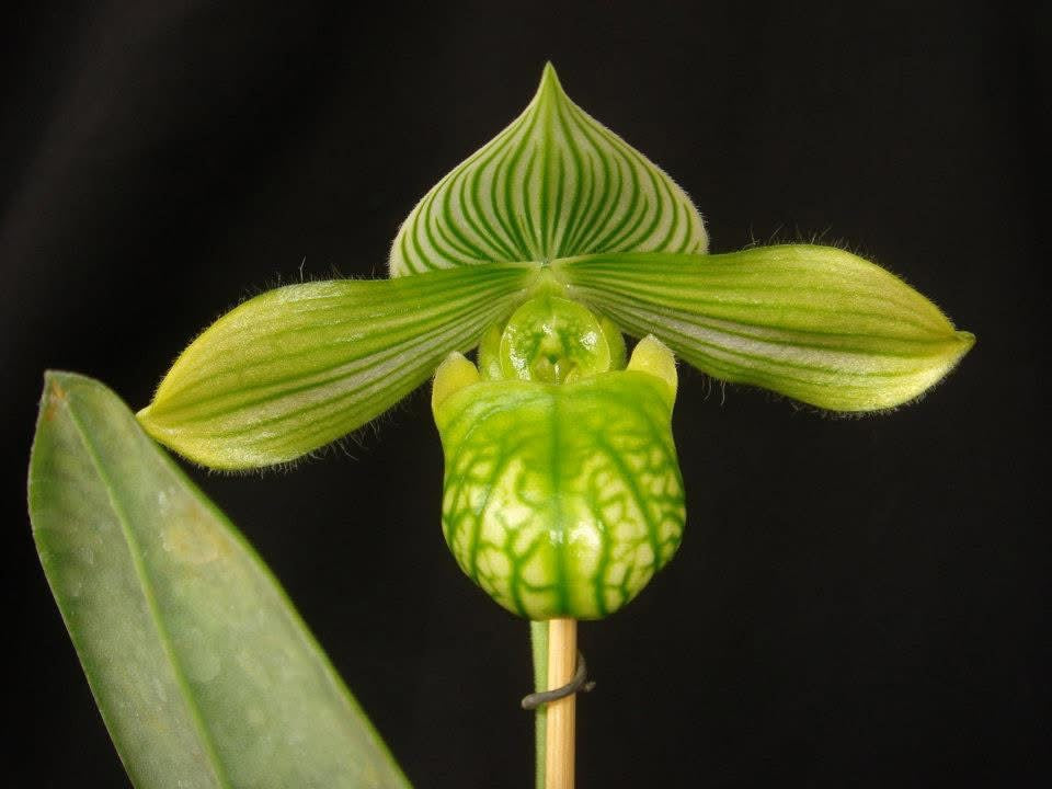Paphiopedilum venustum "alba"