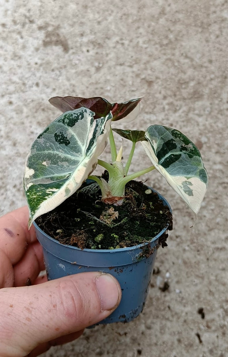 Alocasia black velvet variegata (Nr 2)