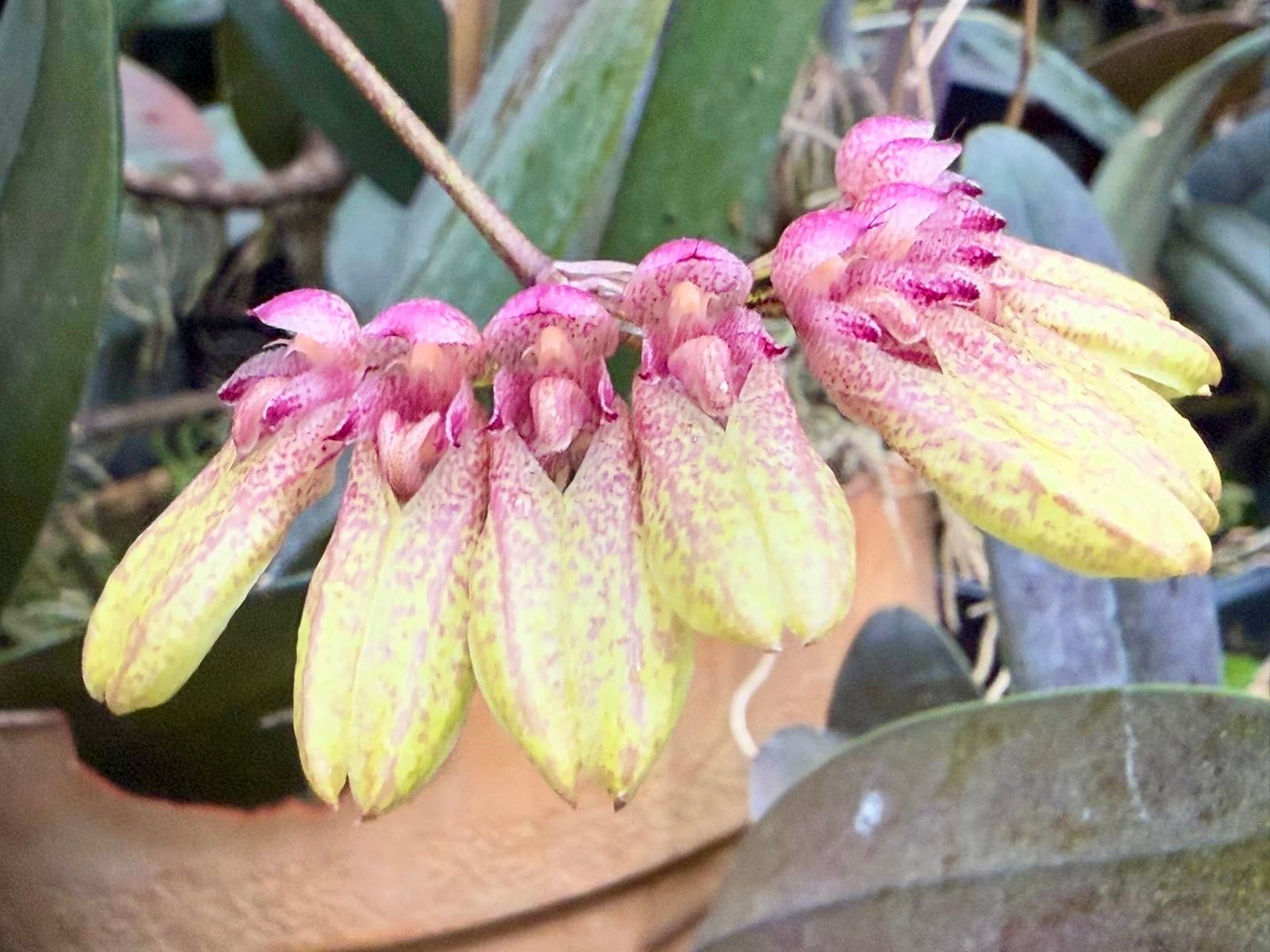 Bulbophyllum specie “Indo”