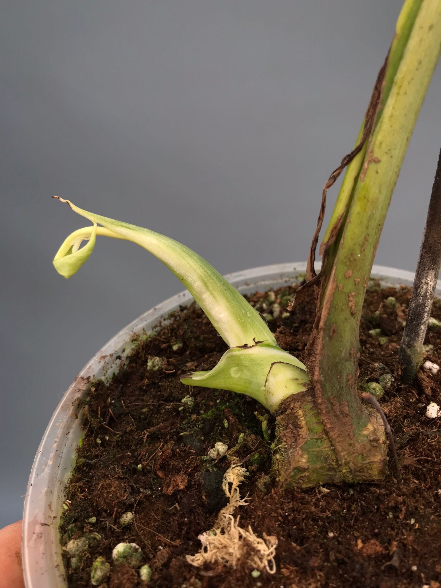 Monstera White Lava 'Lalamove' nr 1.3