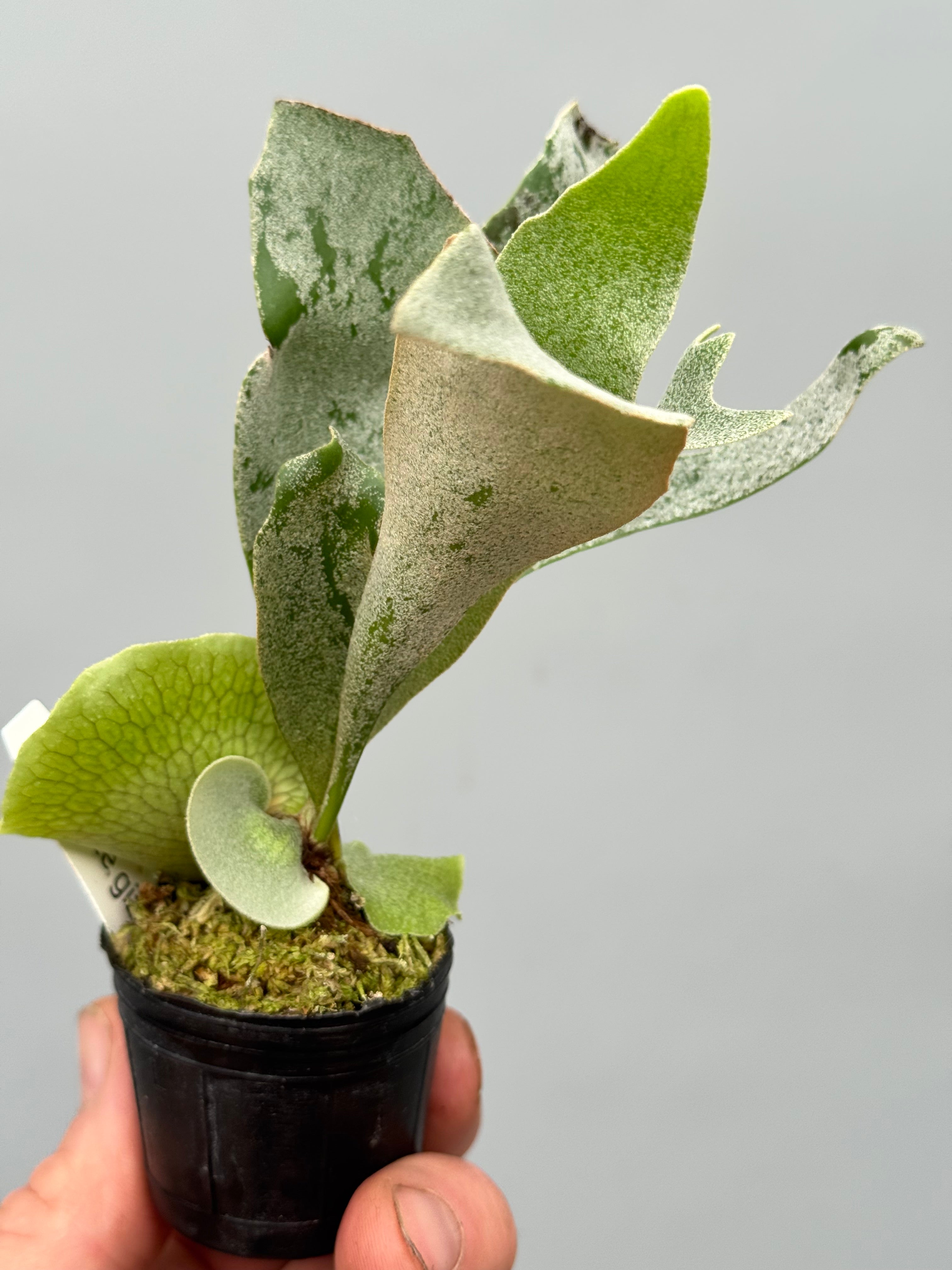 Platycerium White Gizmo