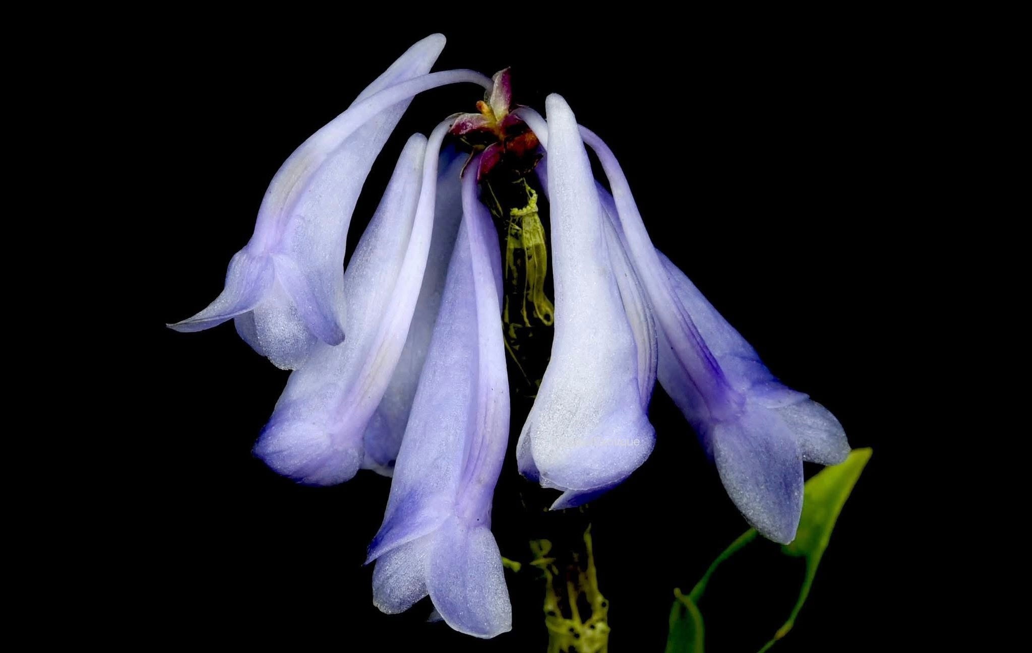 Dendrobium (aphanochilum × sp. blue)
