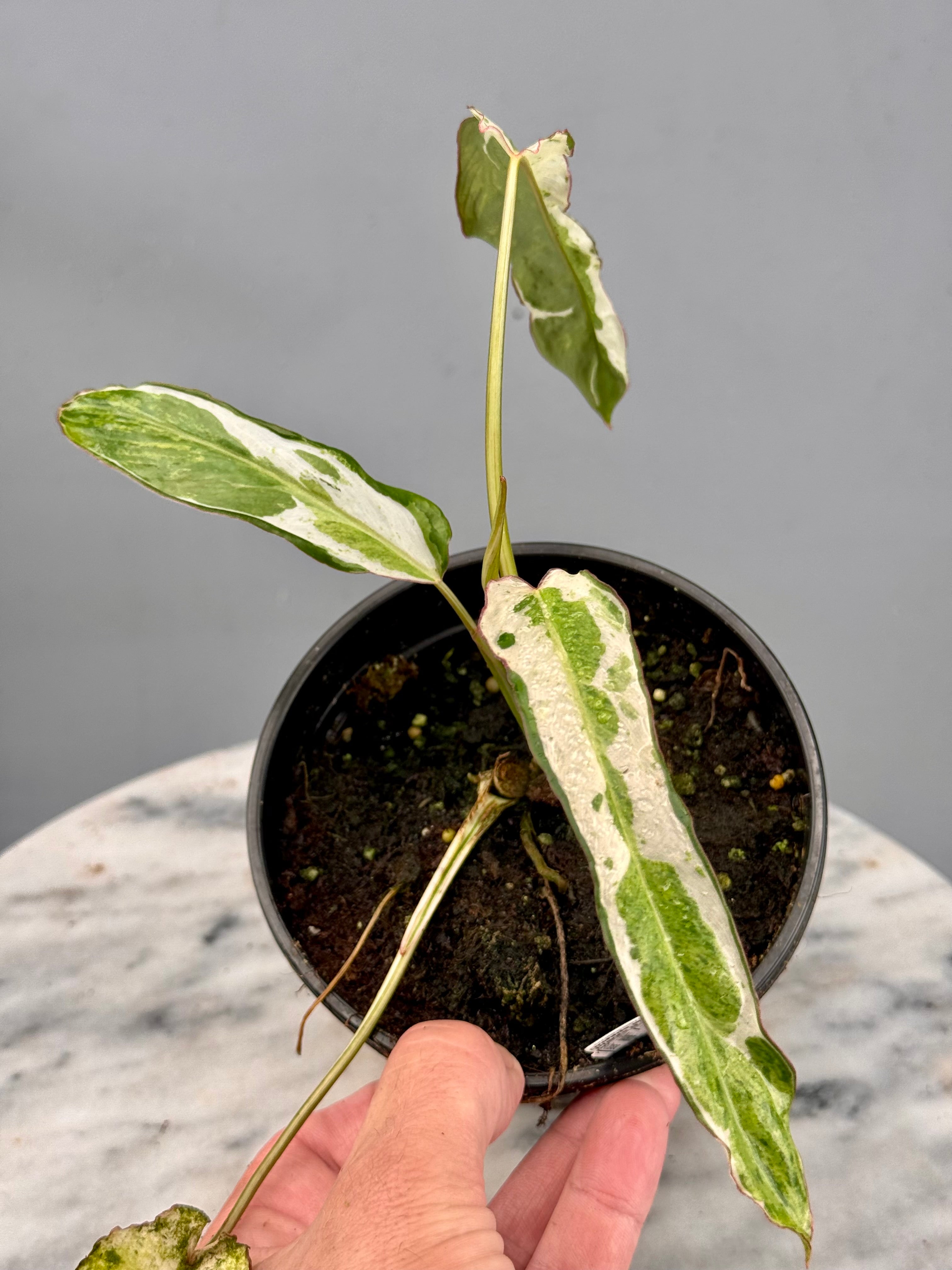 Philodendron Paraiso Verde Variegata Albo nr 1