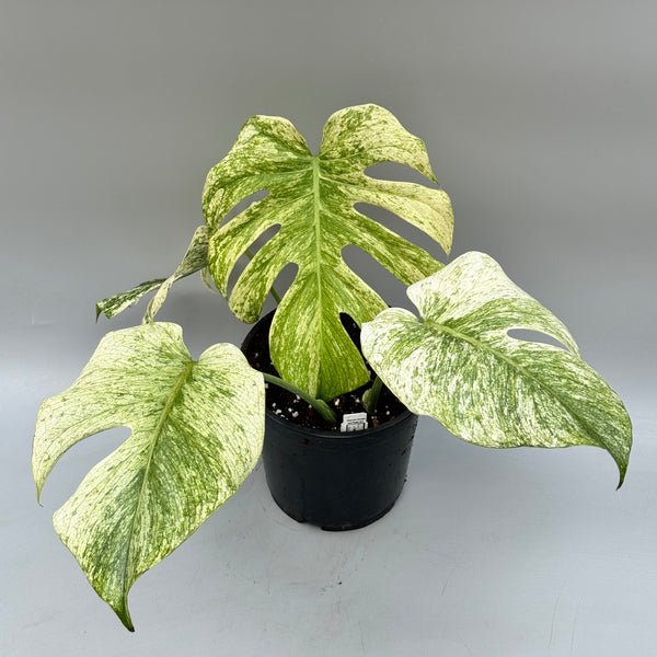 monstera deliciosa borsigiana mint variegata Monstera Full Mint deliciosa borsigiana Variegata "Medium Plant"