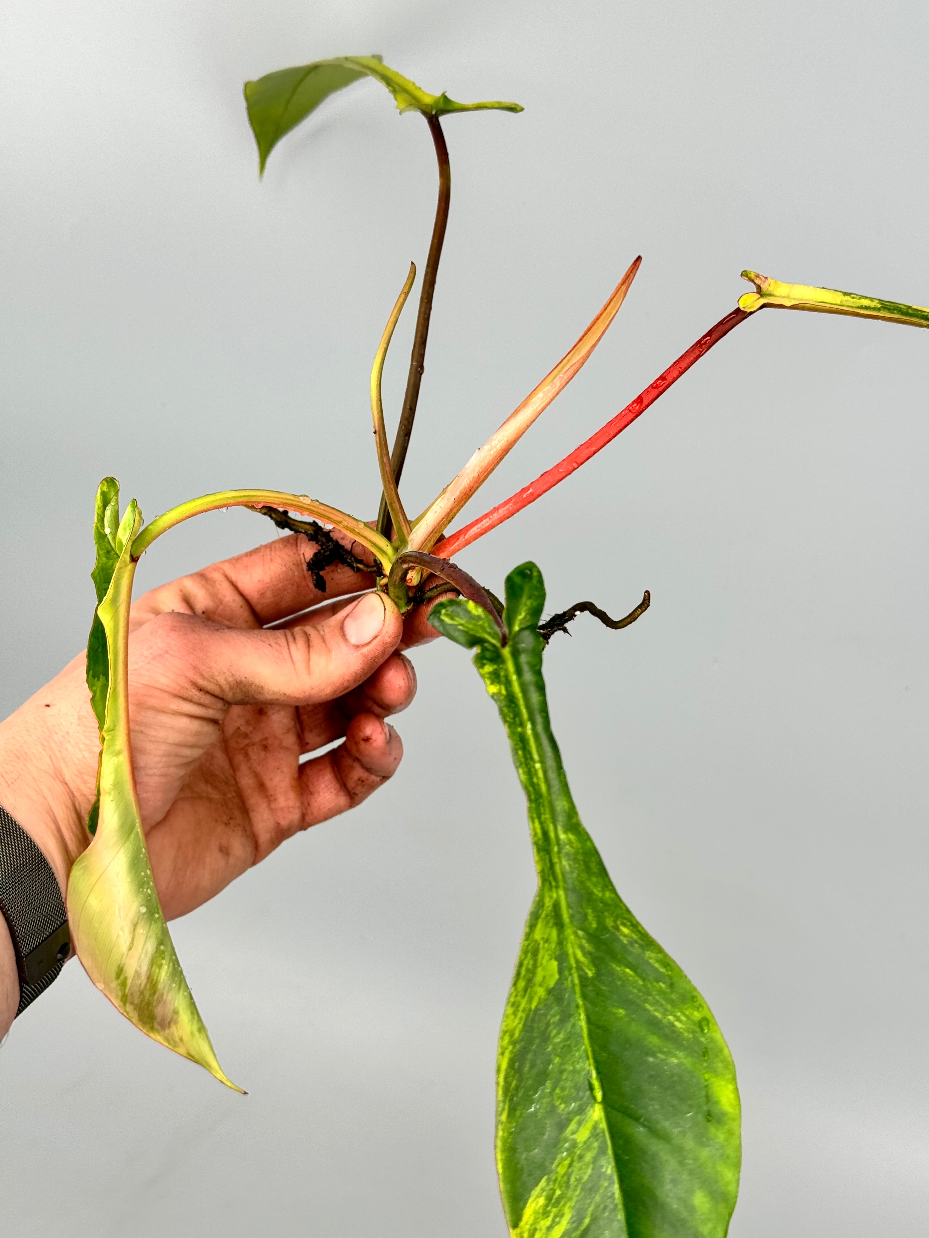 1 斑入　ジョーピー Philodendron Joepii Variegata Philodendron joepii Variegated (Fresh Head Cutting)