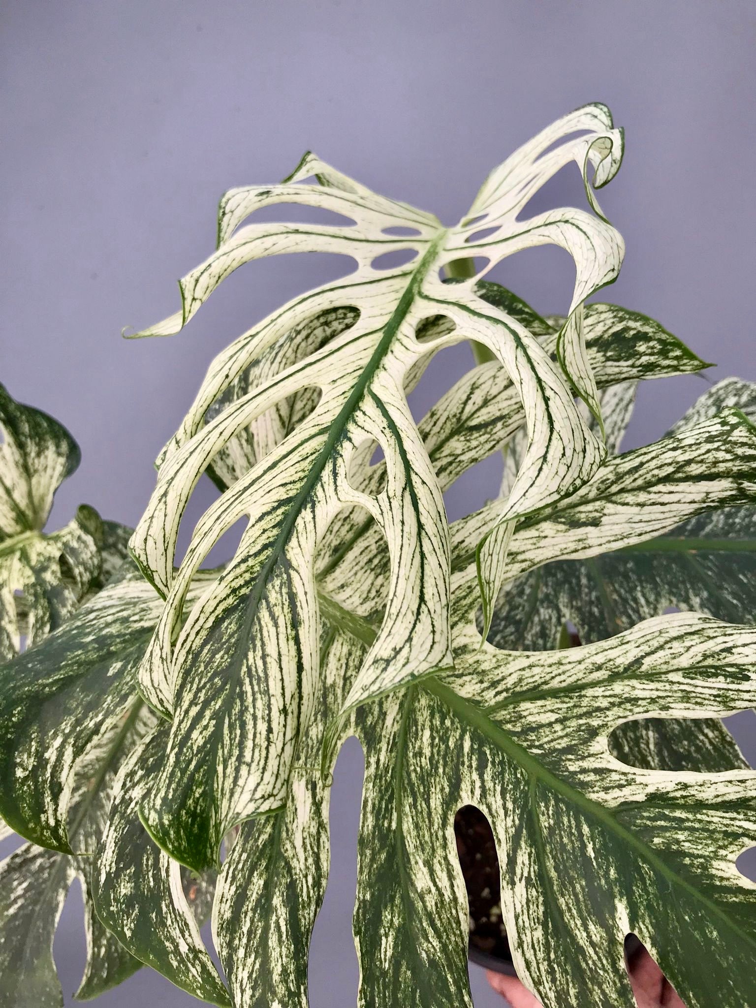 Monstera ‘Devil Monster’ Nr 2