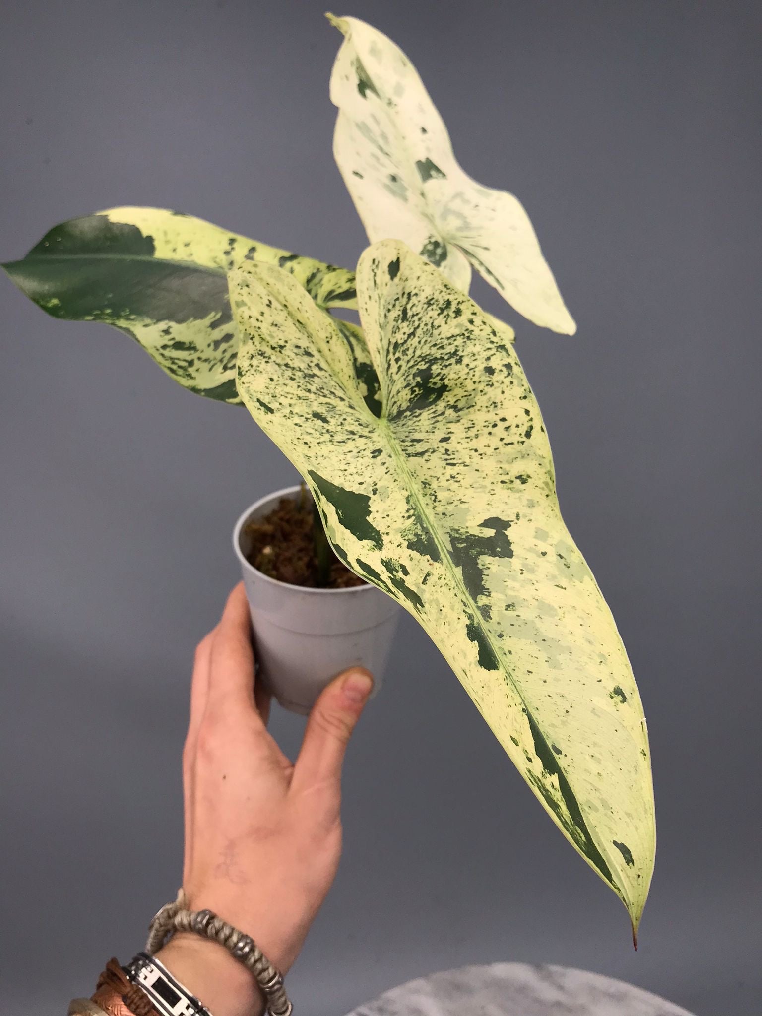 Philodendron ilsemanii  nr 1.2