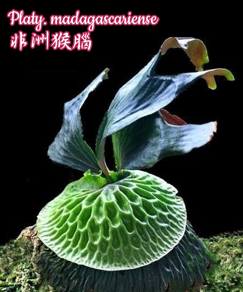 Platycerium madagascariense "Baby Plant"