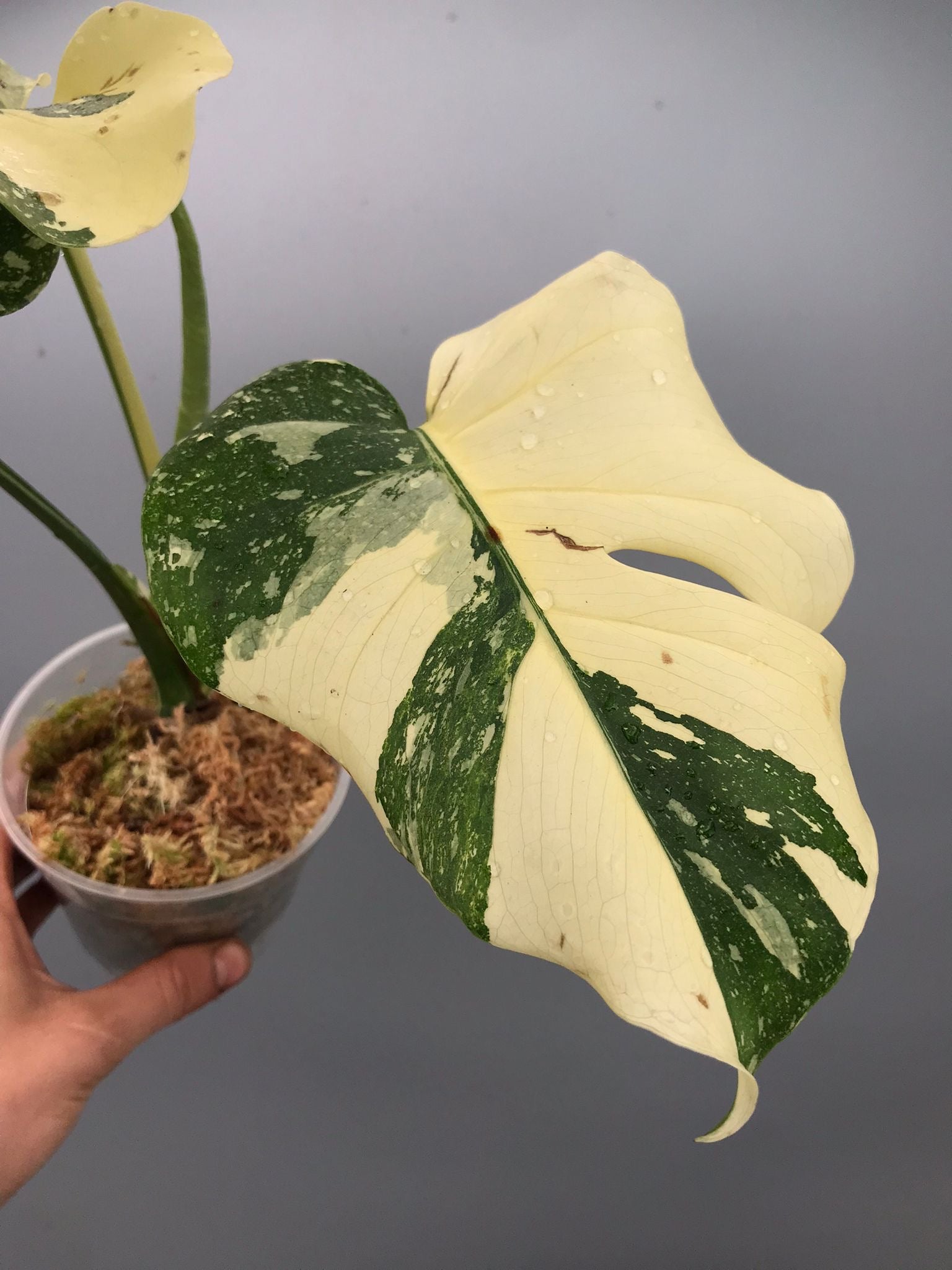 Monstera White snow  nr 2