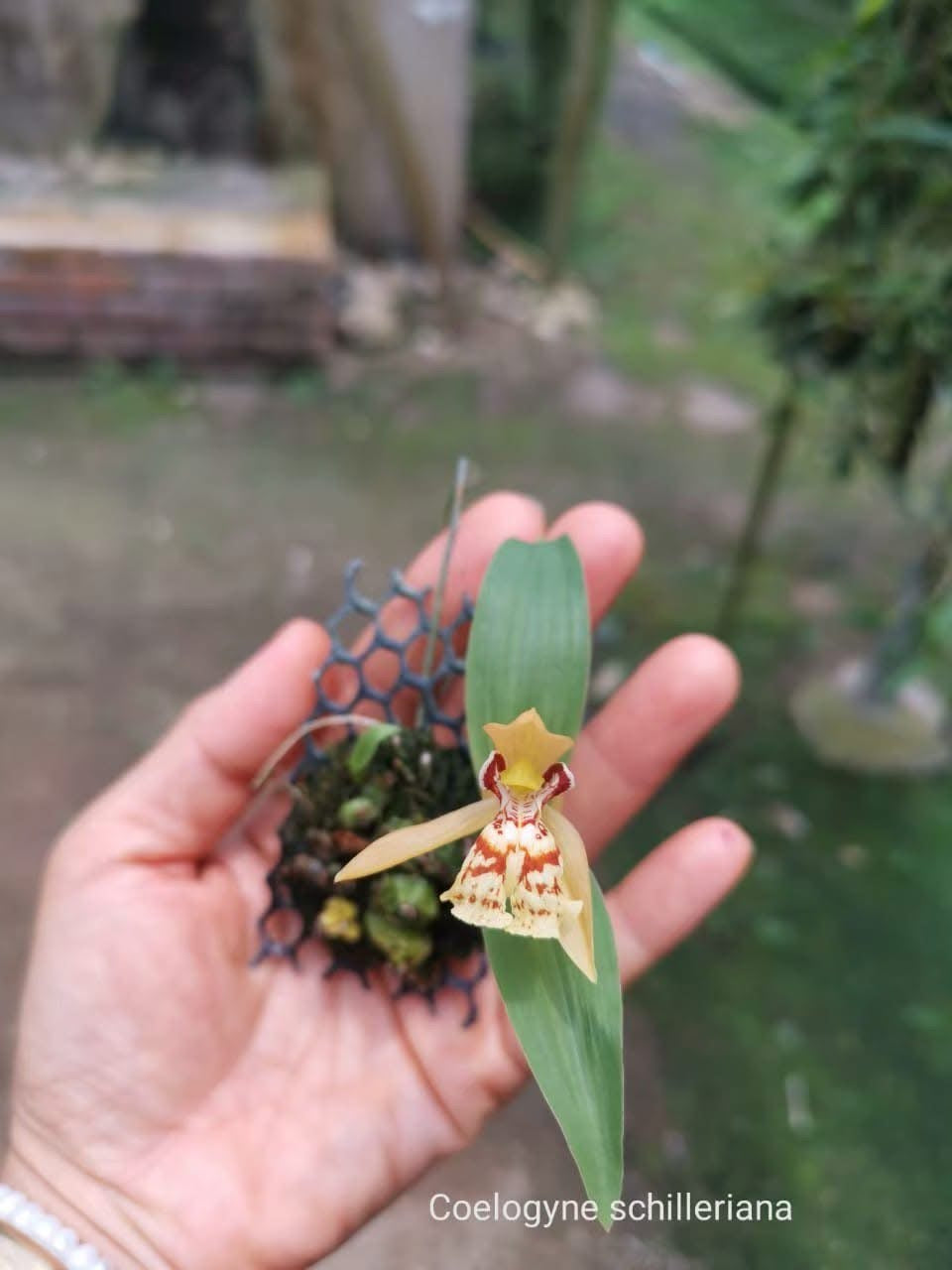 Coelogyne schilleriana