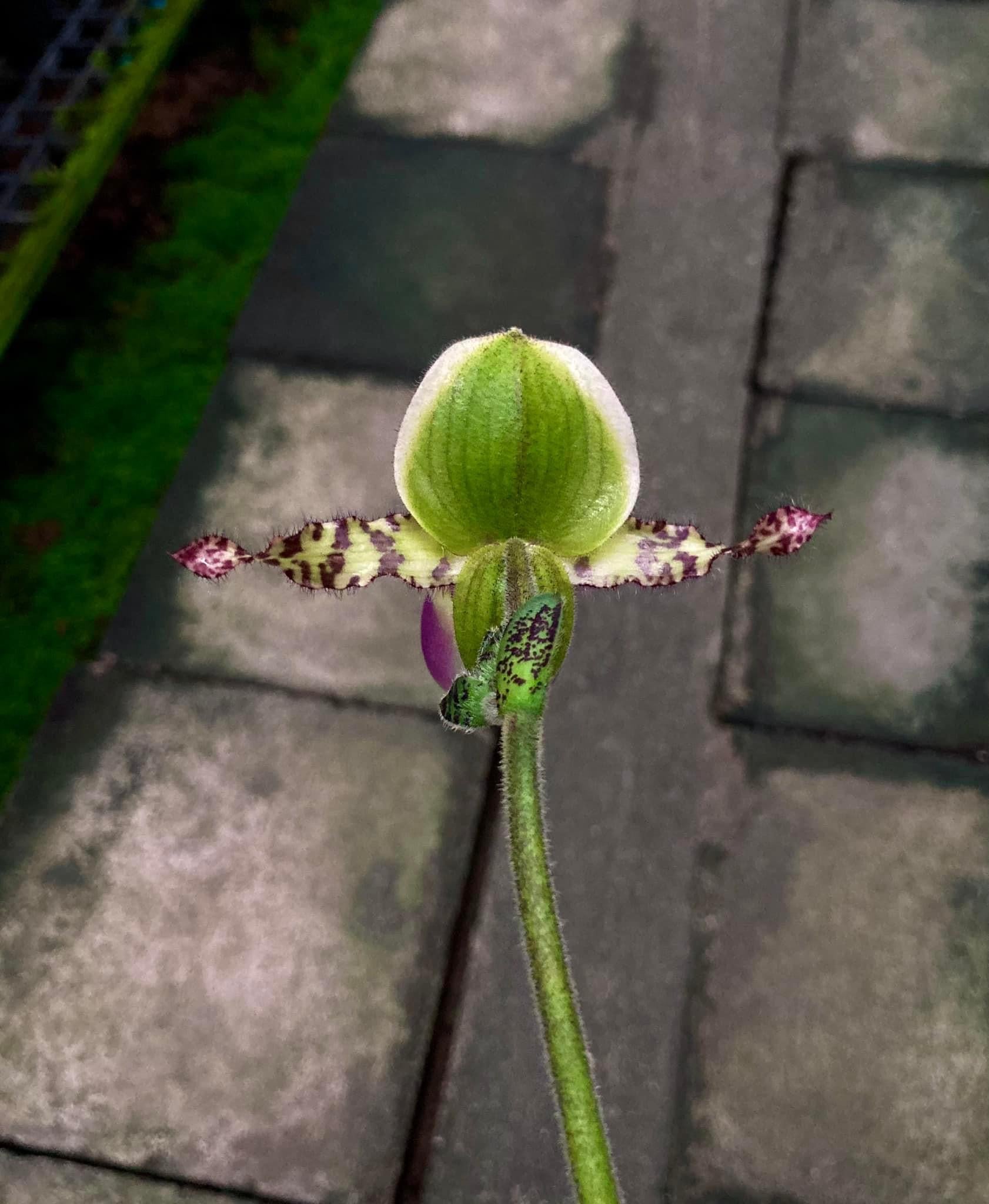 Paphiopedilum moquetteanum