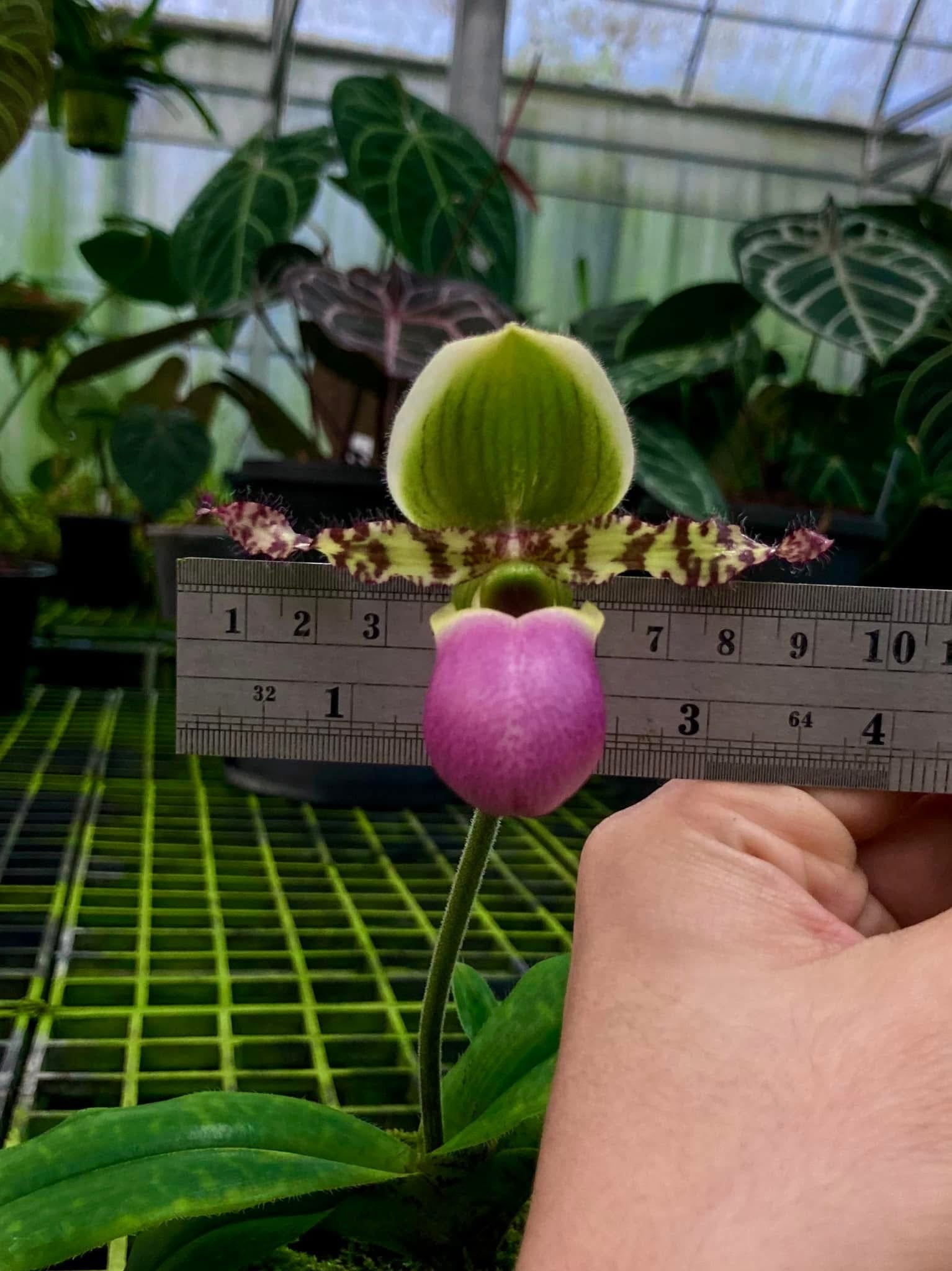 Paphiopedilum moquetteanum