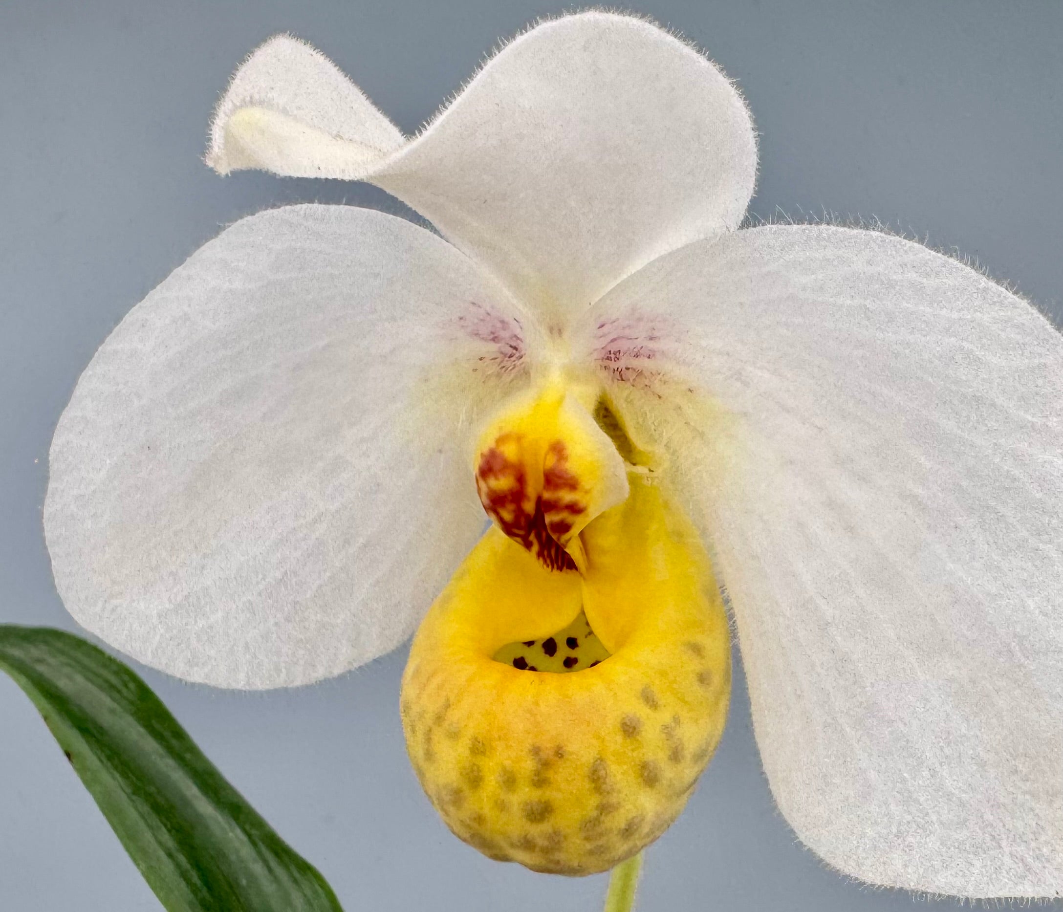 Paphiopedilum emersonii ("Select one from 2nd generation")