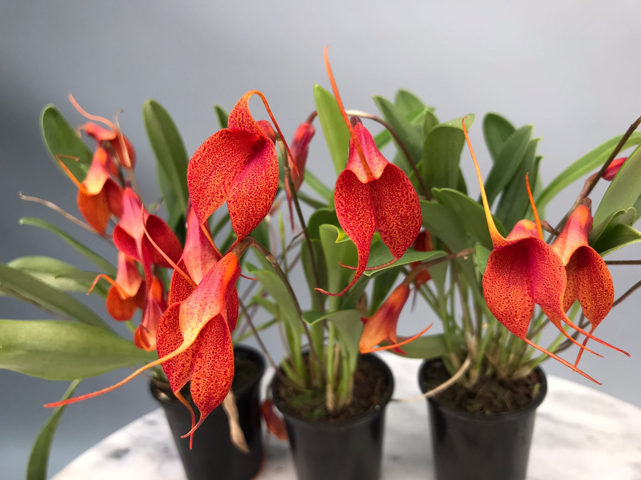 Masdevallia machangara