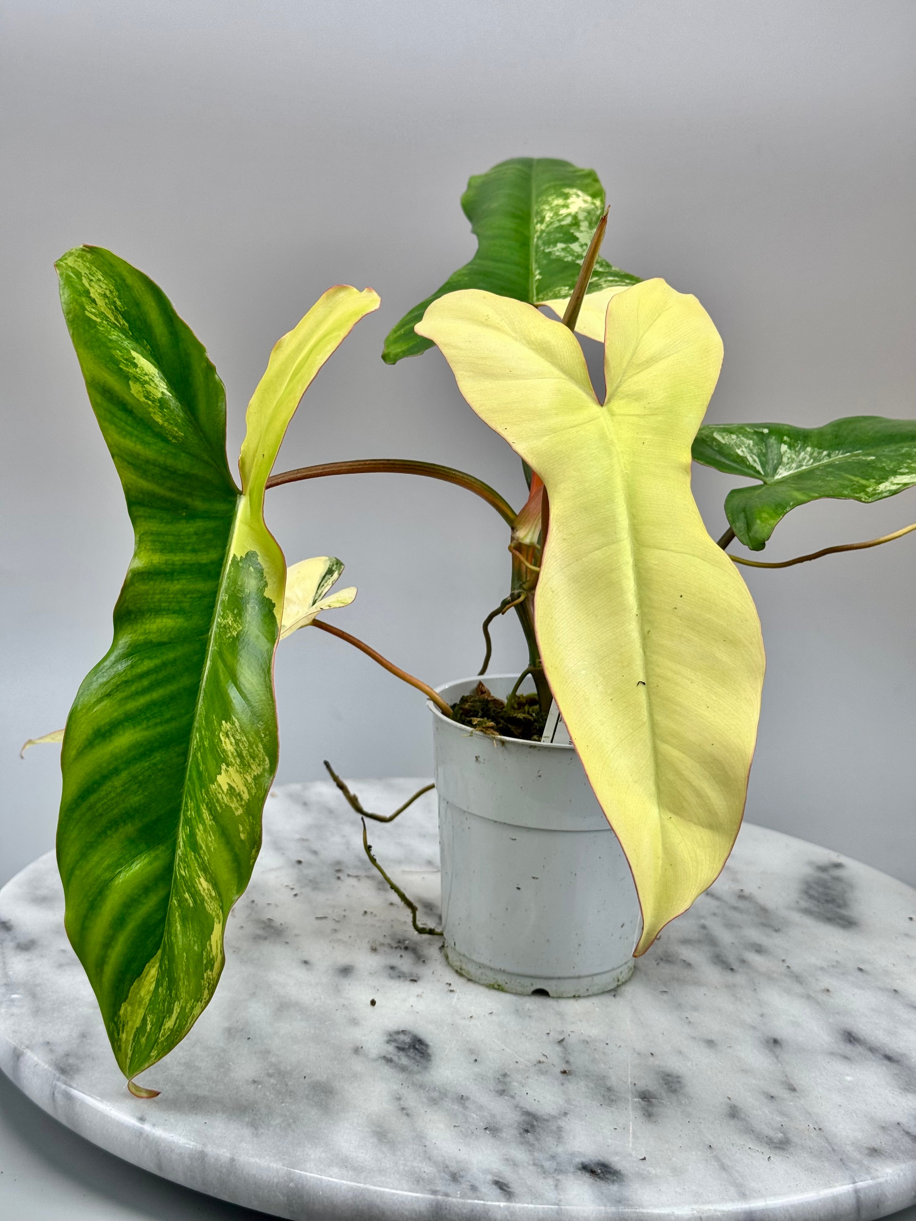 Philodendron Paraiso Verde x Florida Beauty (Nr 1)