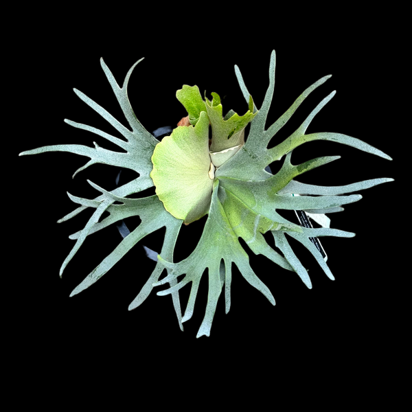 Platycerium willinckii Platycerium willinckii
