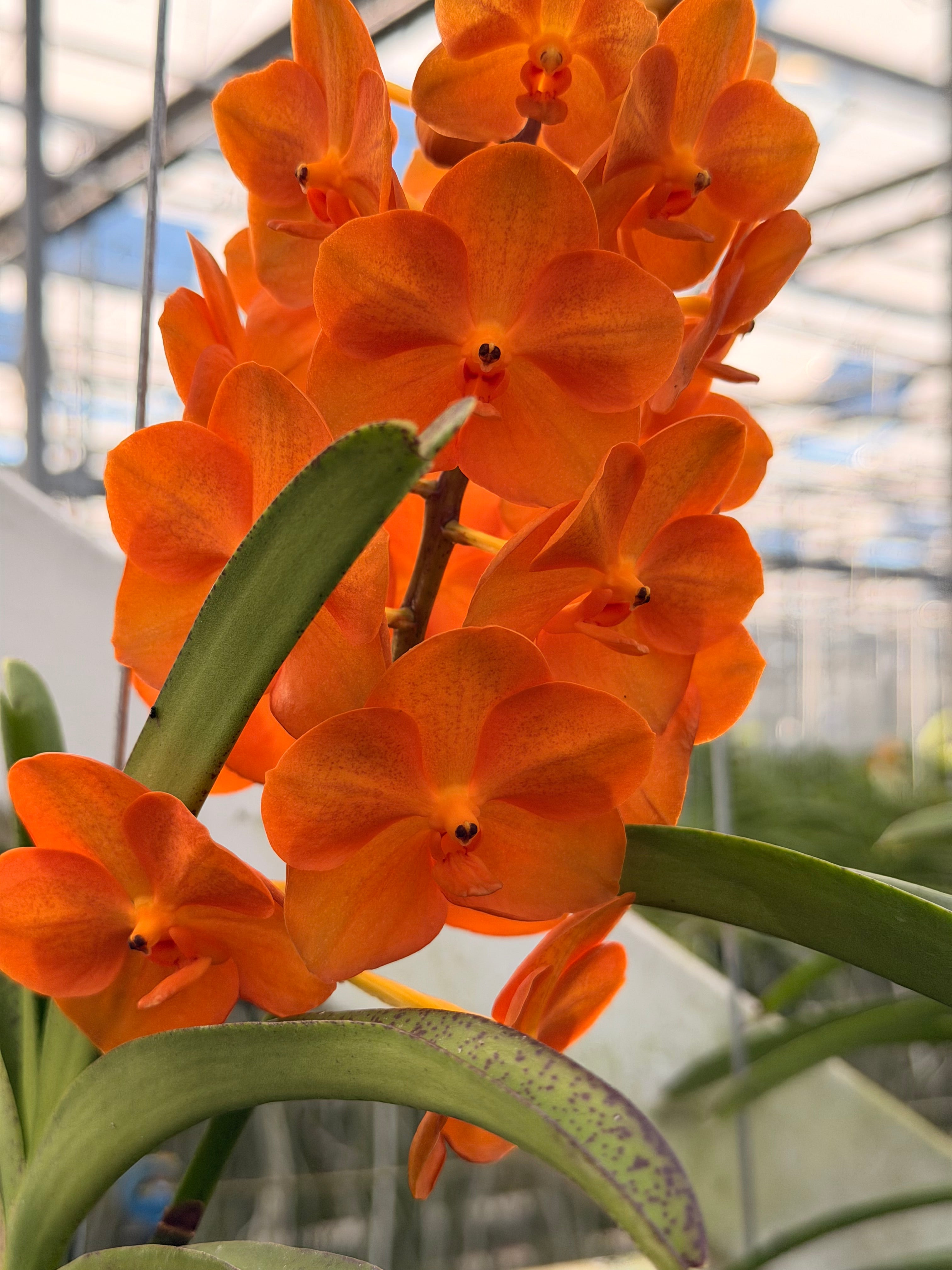 Ascocenda Orange Hybrid