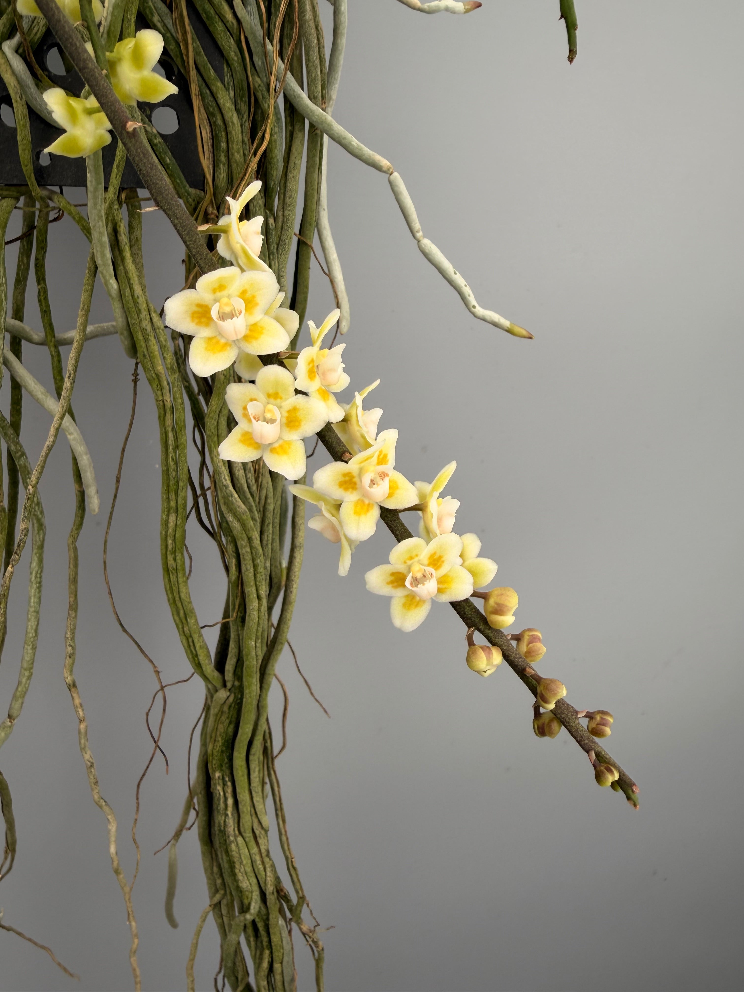 Chiloschista parishii XXL