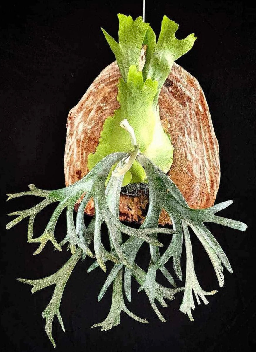 Platycerium willinckii cv. Dwarf Tatsuta