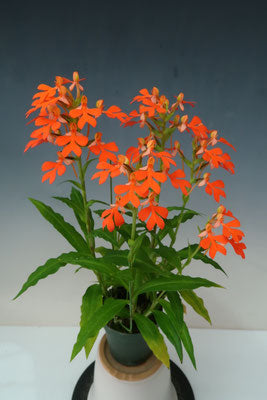 Habenaria roebelenii