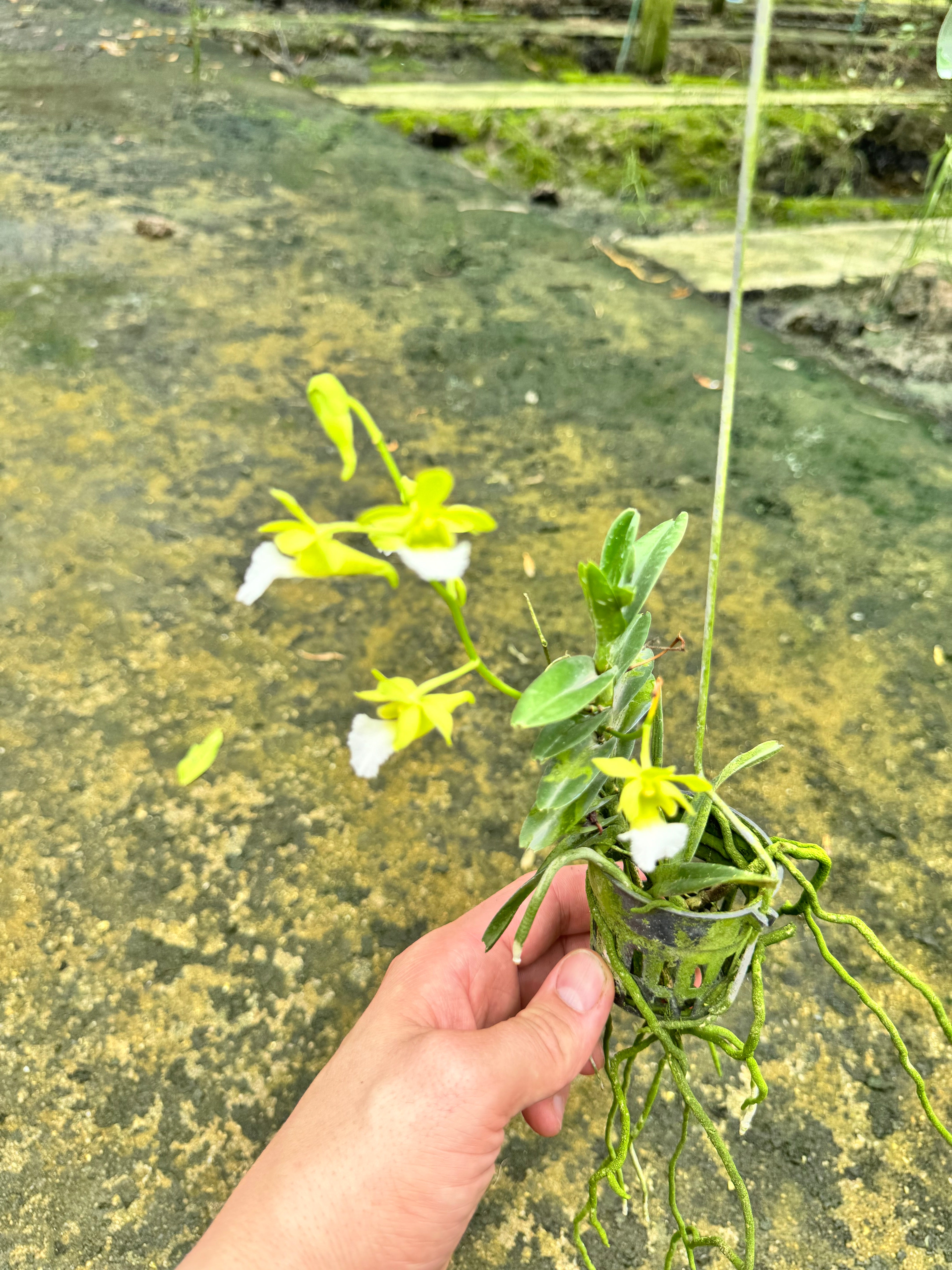 Christensonia vietnamica