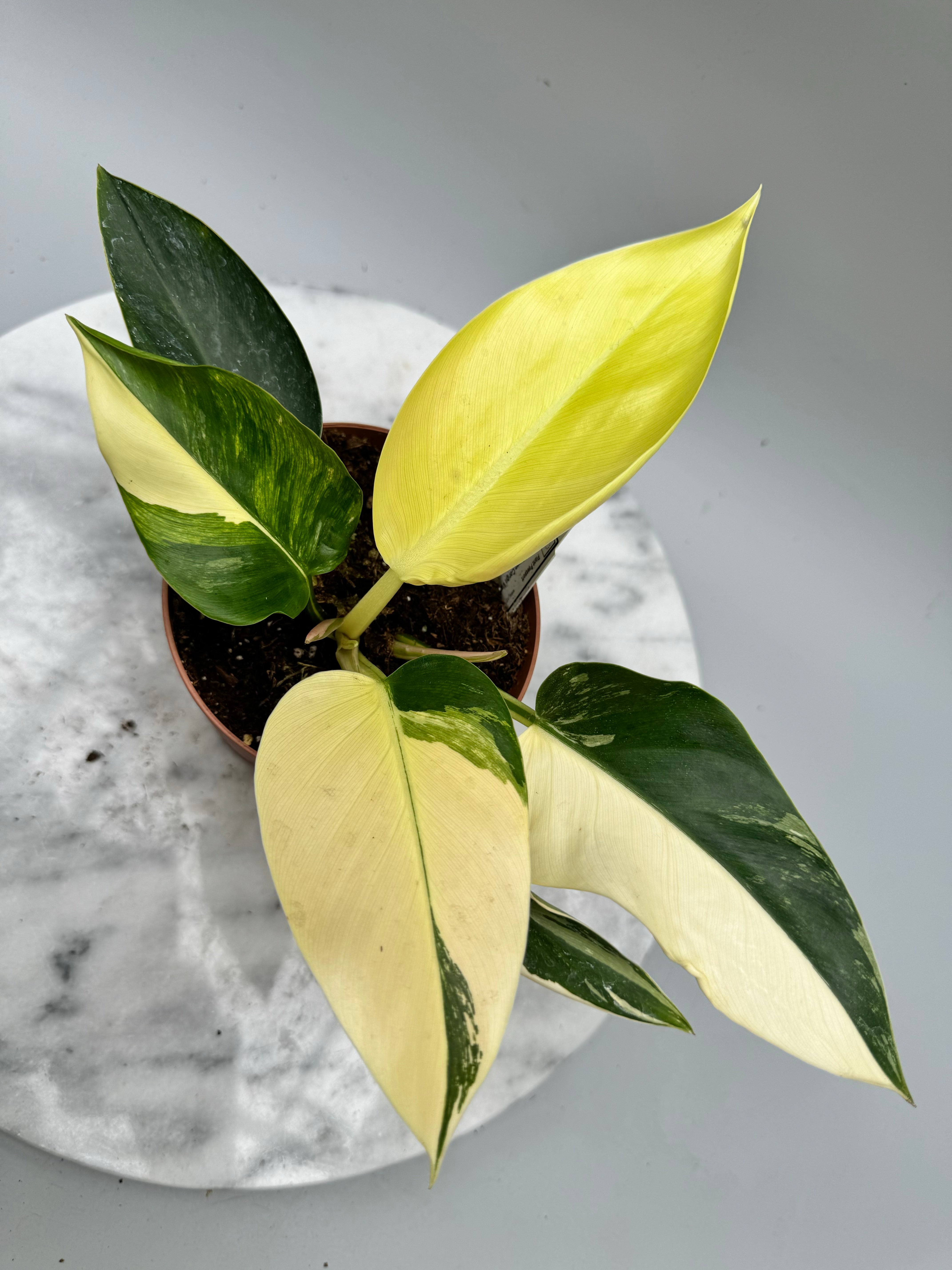 Philodendron Green Congo Variegata Albo