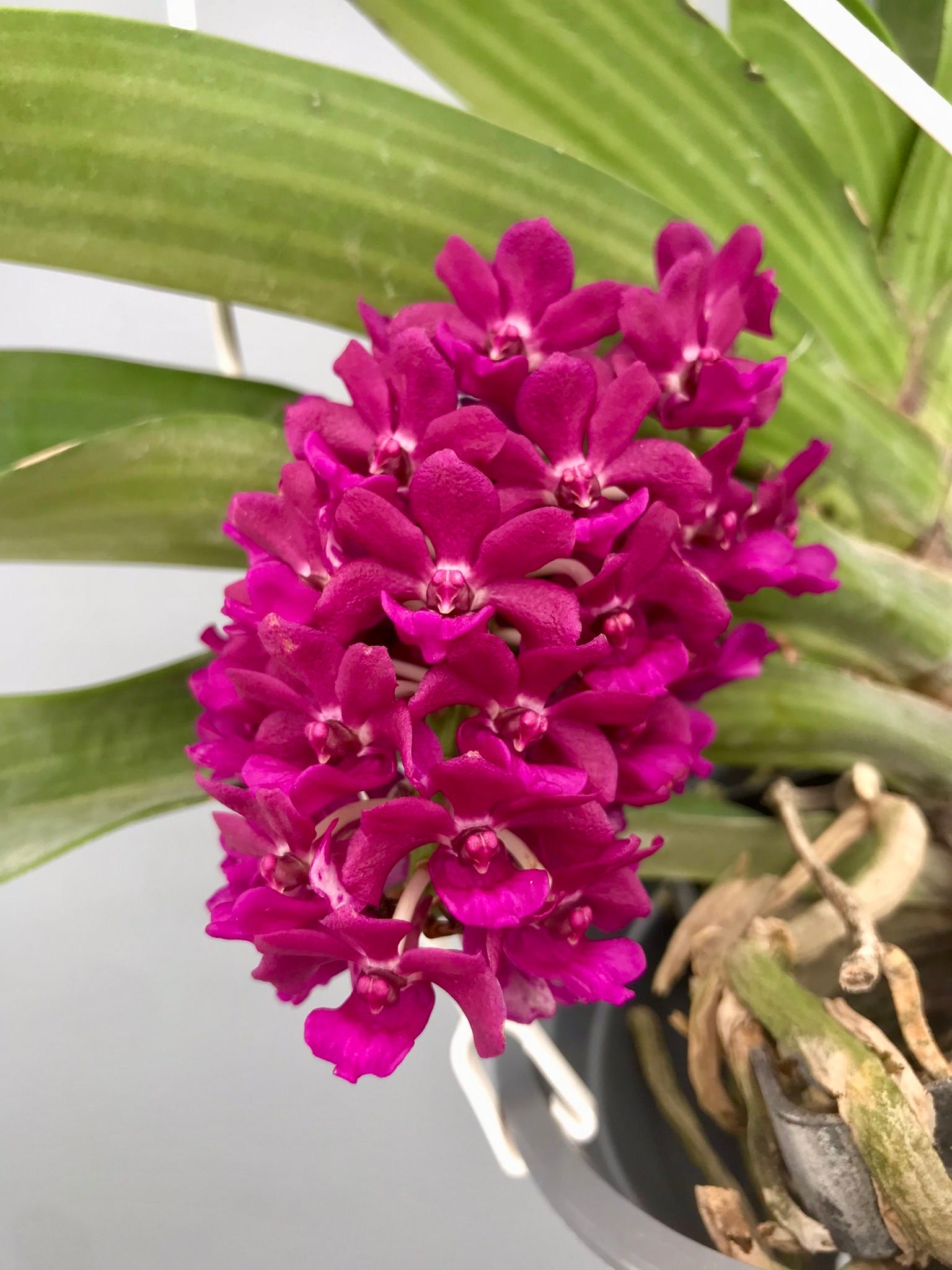 Rhynchostylis gigantea "Red" x “Pink”
