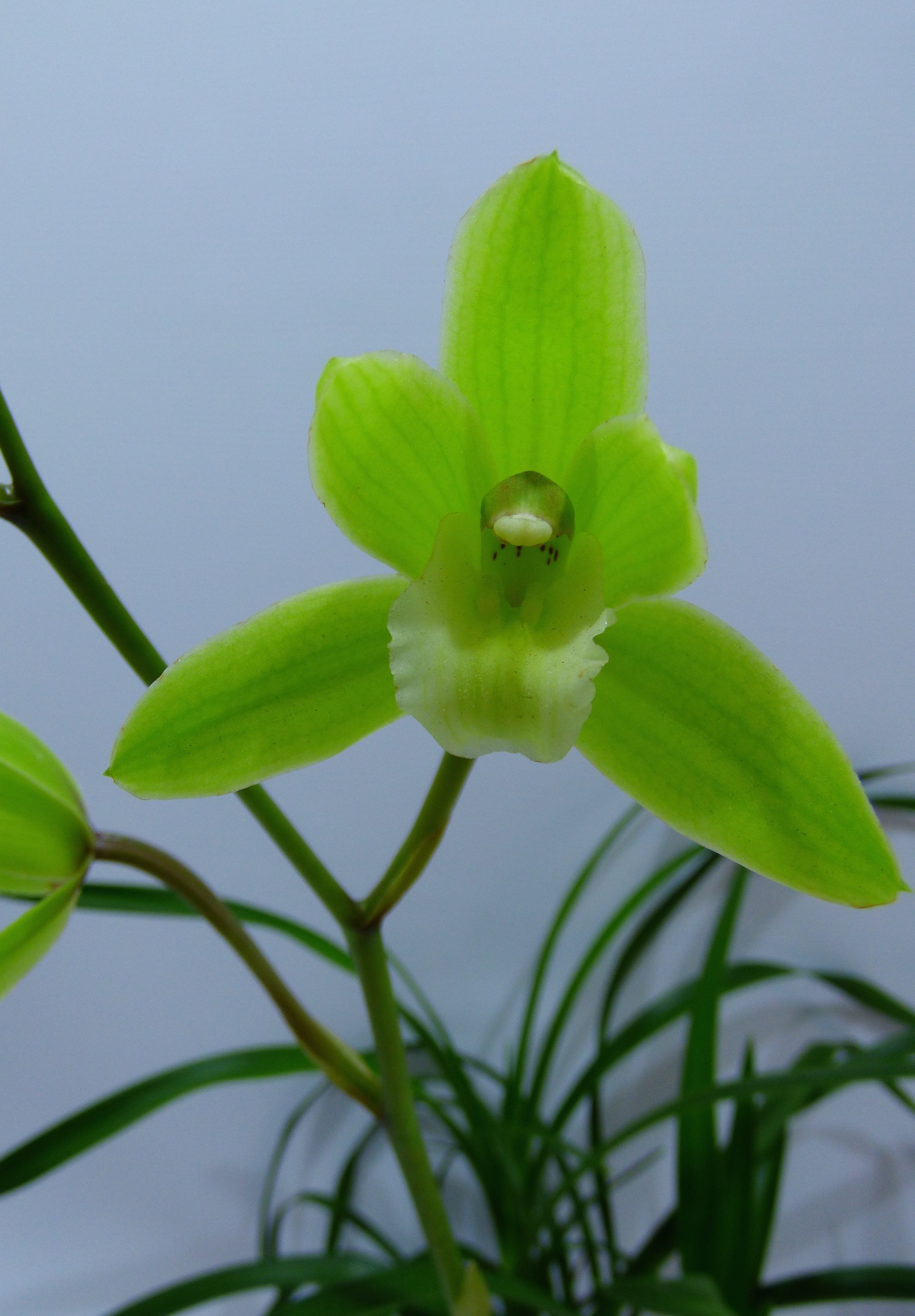 Cymbidium goeringii 4N