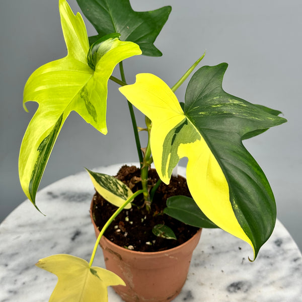 Philodendron squamiferium variegated