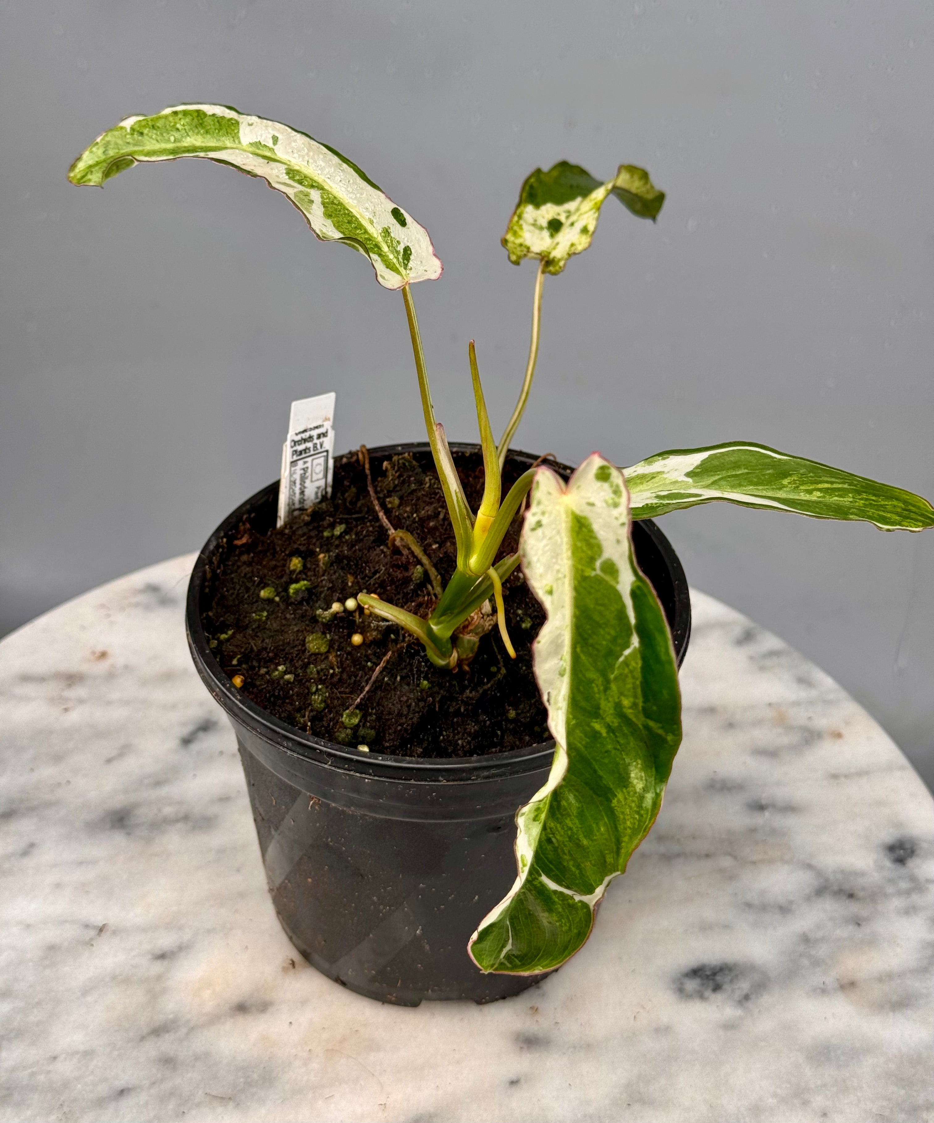 Philodendron Paraiso Verde Variegata Albo nr 1