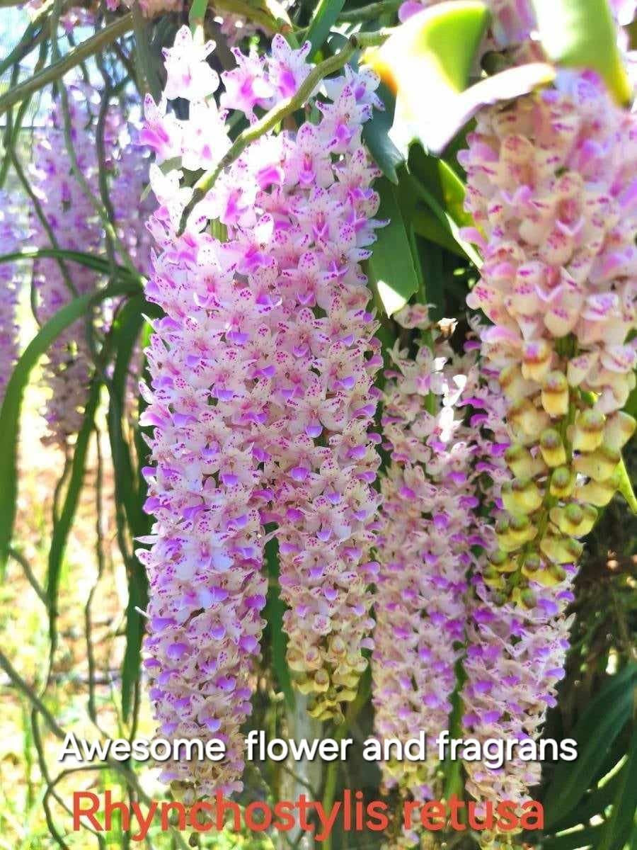 Rhynchostylis retusa