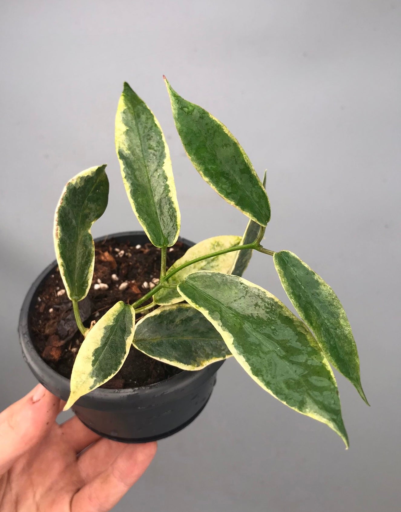 Hoya archboldiana  varigata(Leaf, stem cutting)