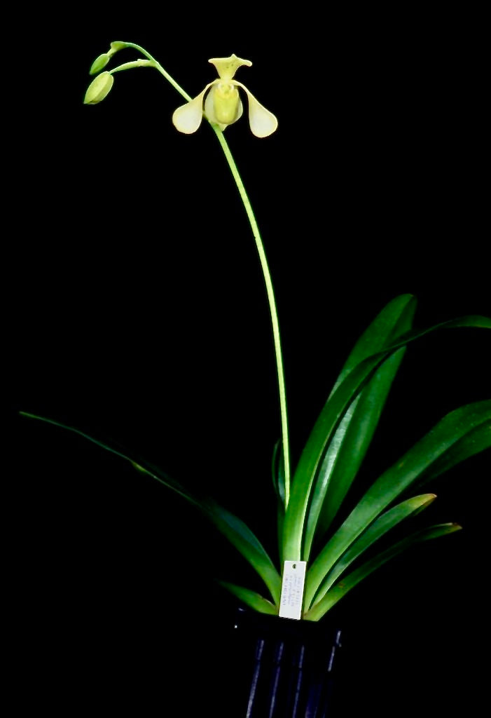 Paphiopedilum lowii var alba (2 plants in 1 pot)