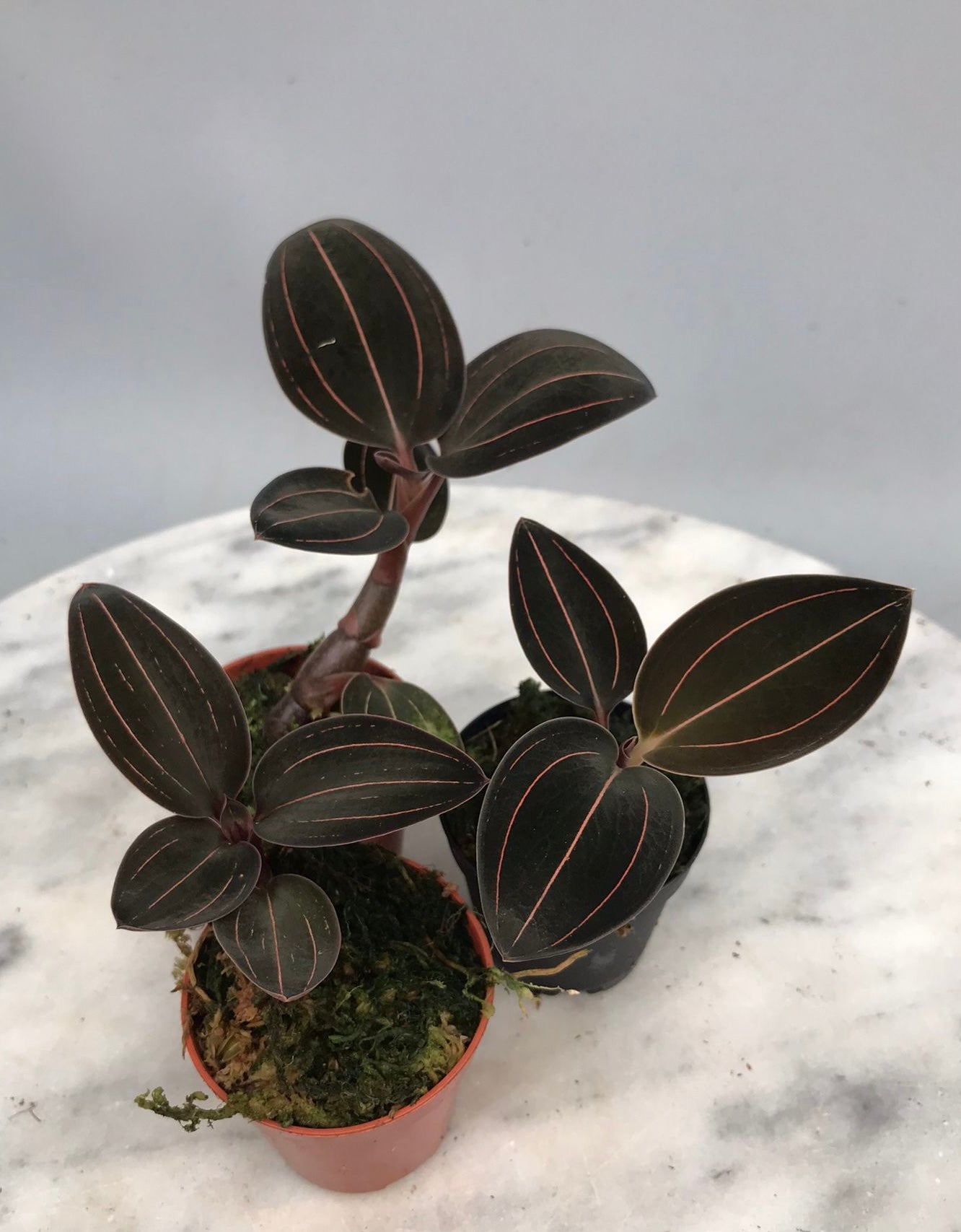 Ludisia discolor var. dawsoniana "Red Strip"
