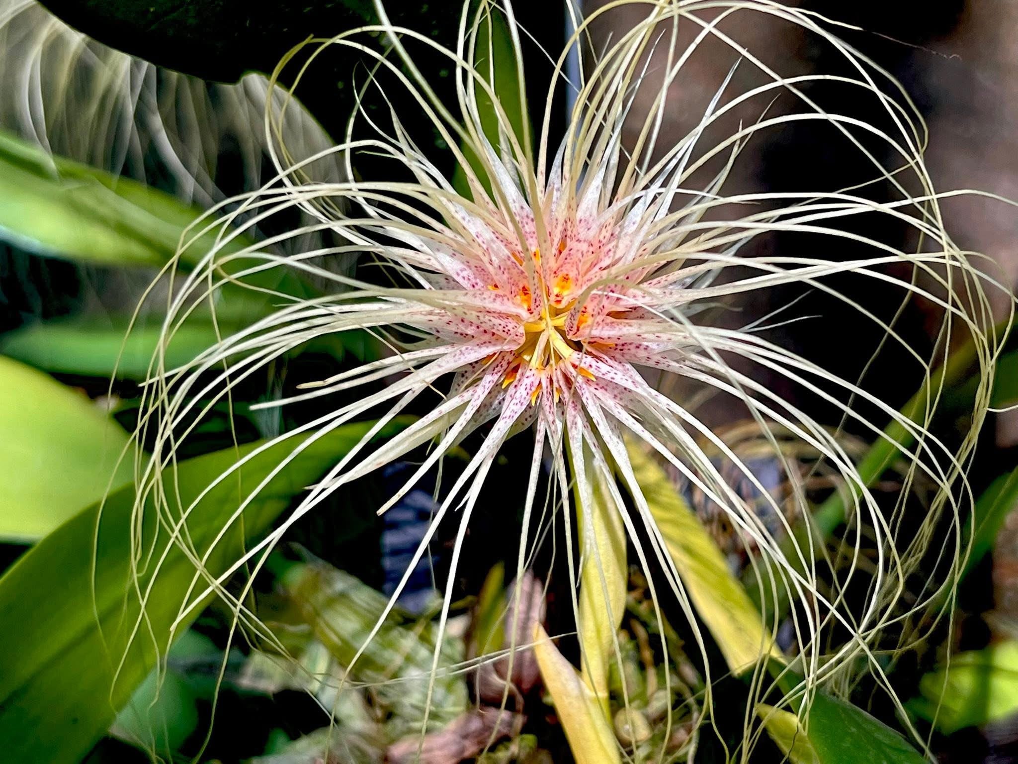 Bulbophyllum medusae