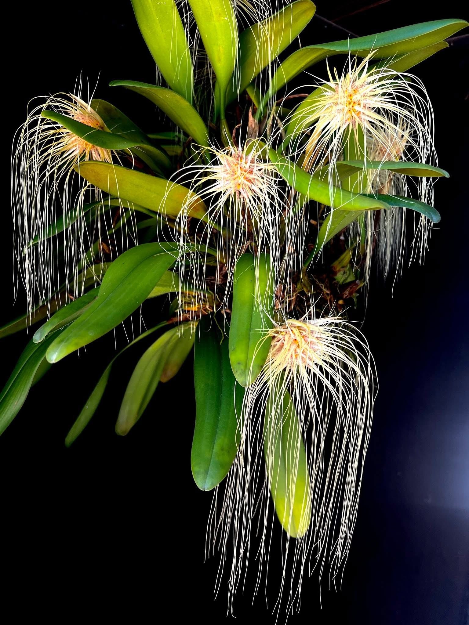 Bulbophyllum medusae